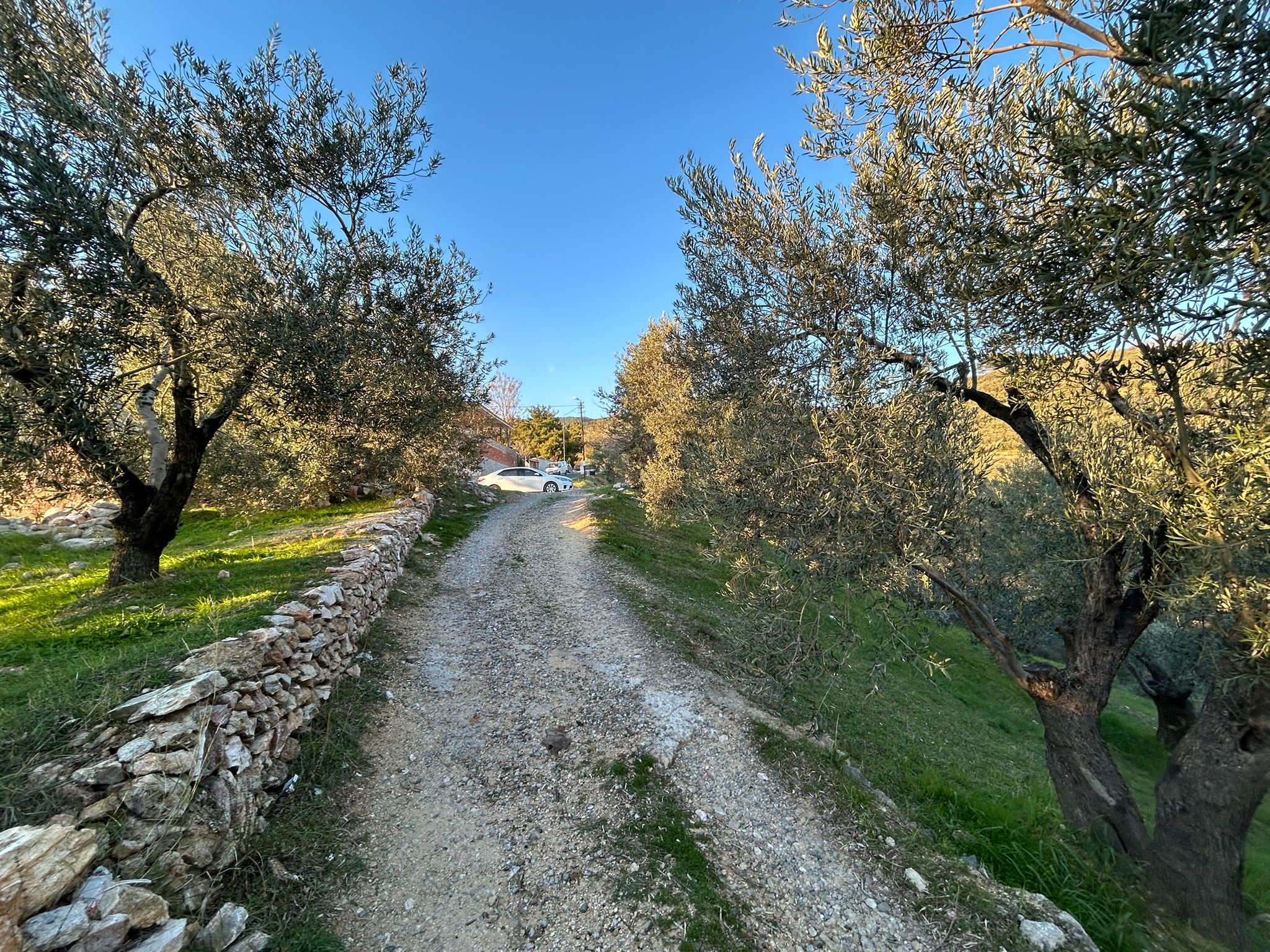 Arıtaşı 'nda Harika Konum Deniz Manzaralı 4,6 Dönüm Zeytinlik