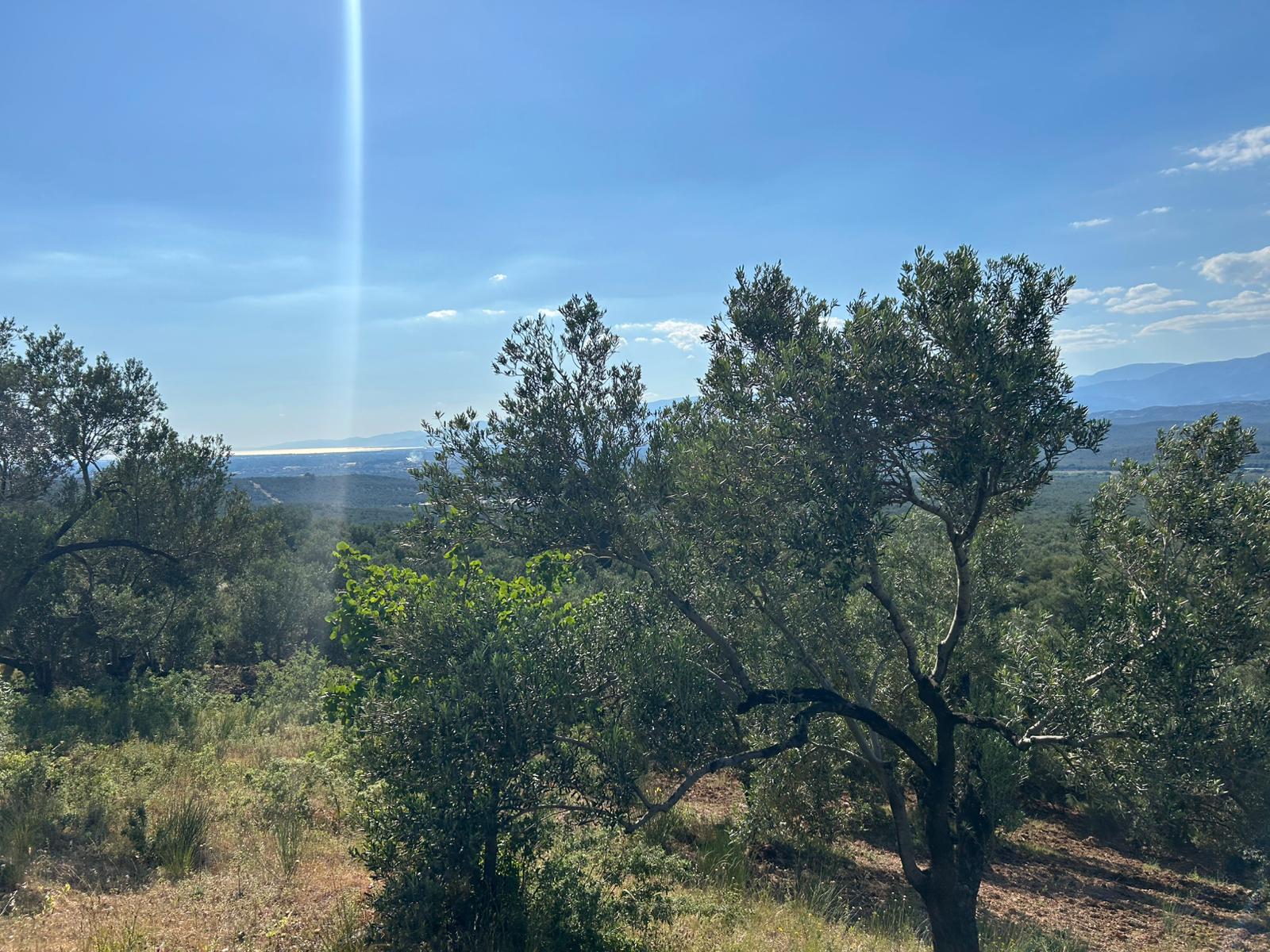 Köylüce 'de Satılık 12.728 M2 Zeytinlik