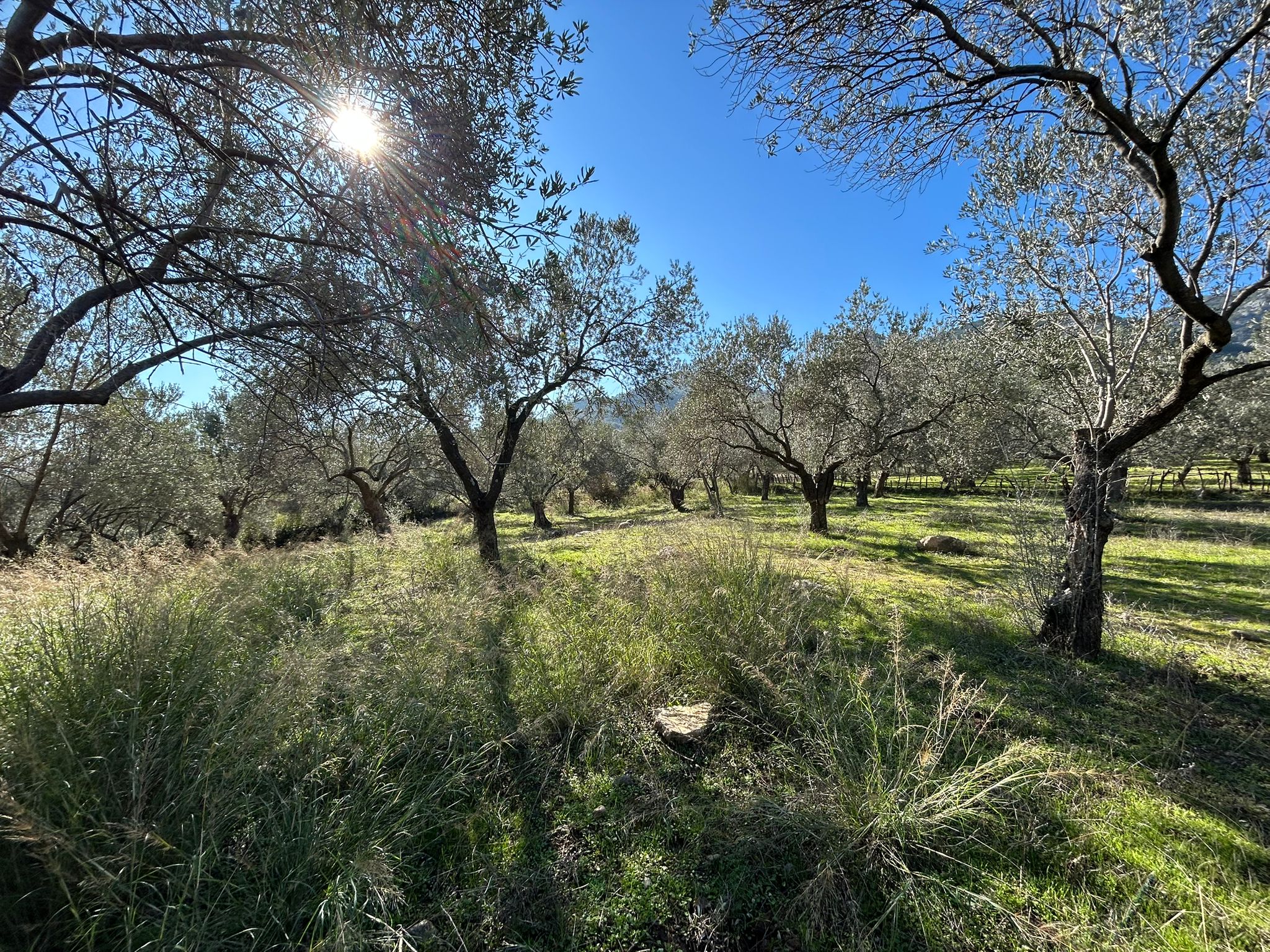 Dereli 'de Satılık 3659 M2 Müstakil Tapulu Zeytinlik