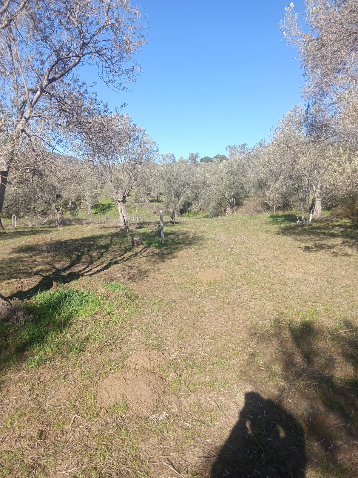 Sarnıç'ta 2,5 Dönüm Satılık Zeytinlik