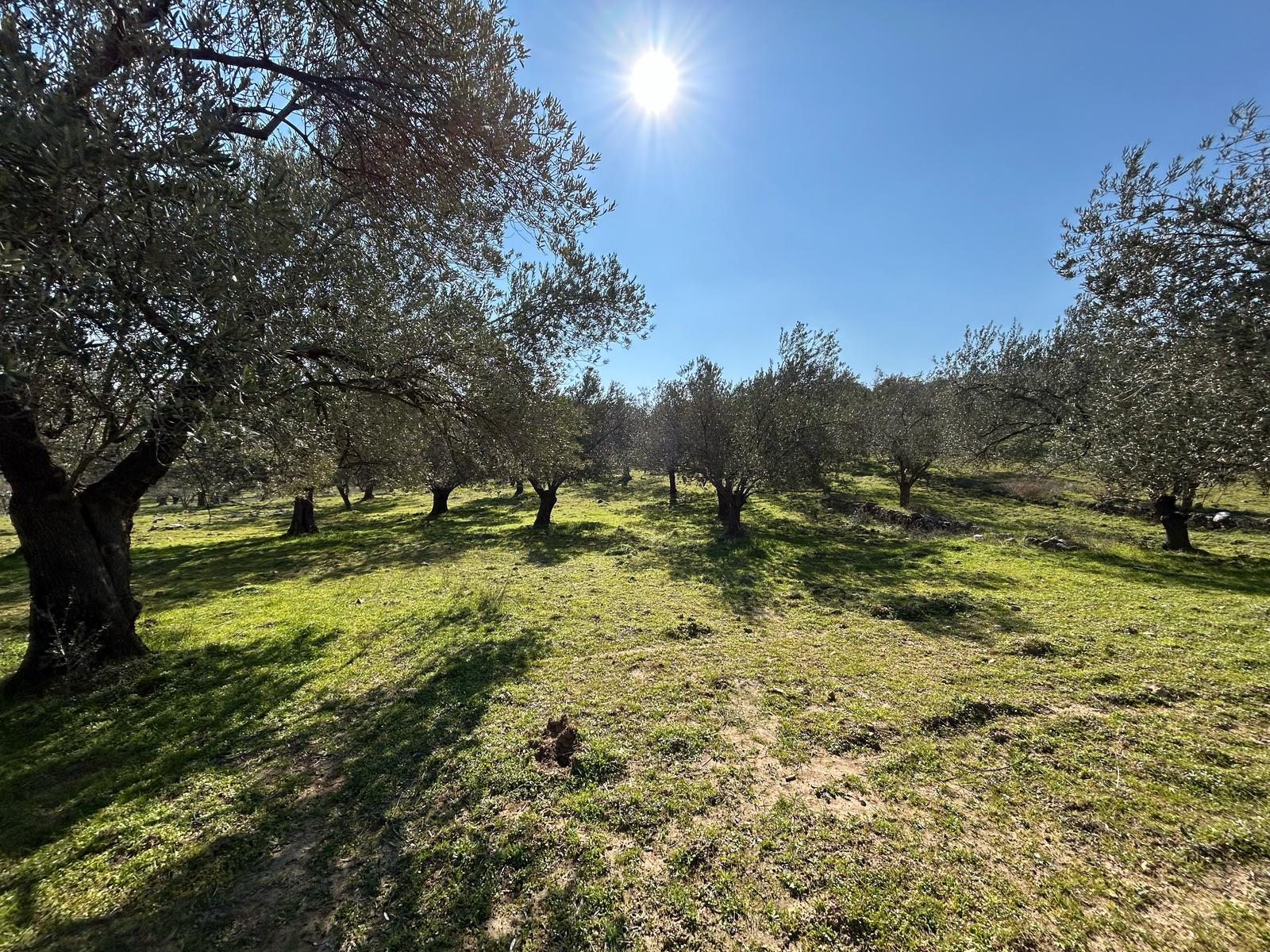 DERELİ'DE SATILIK 9939 M2 ANAYOL CEPHELİ ZEYTİNLİK