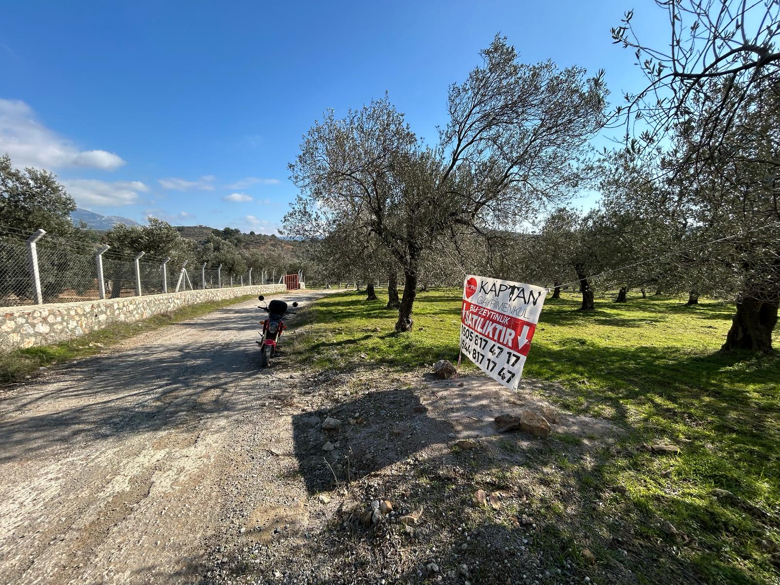 DERELİ'DE SATILIK 9939 M2 ANAYOL CEPHELİ ZEYTİNLİK