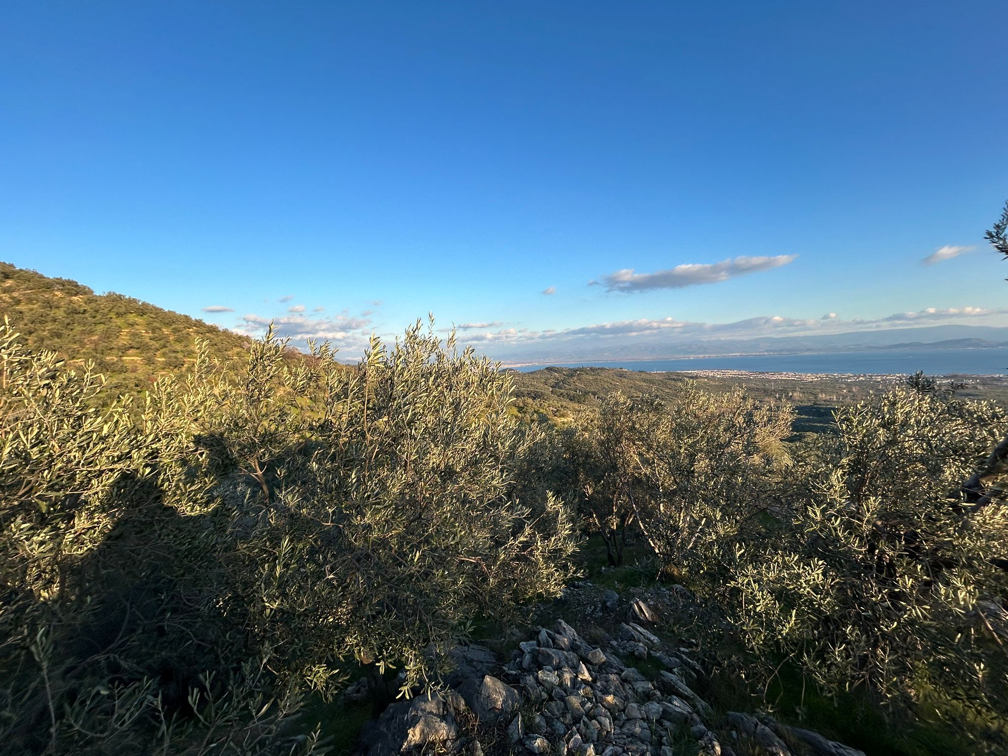 Arıtaşı 'nda Harika Konum Deniz Manzaralı 4,6 Dönüm Zeytinlik