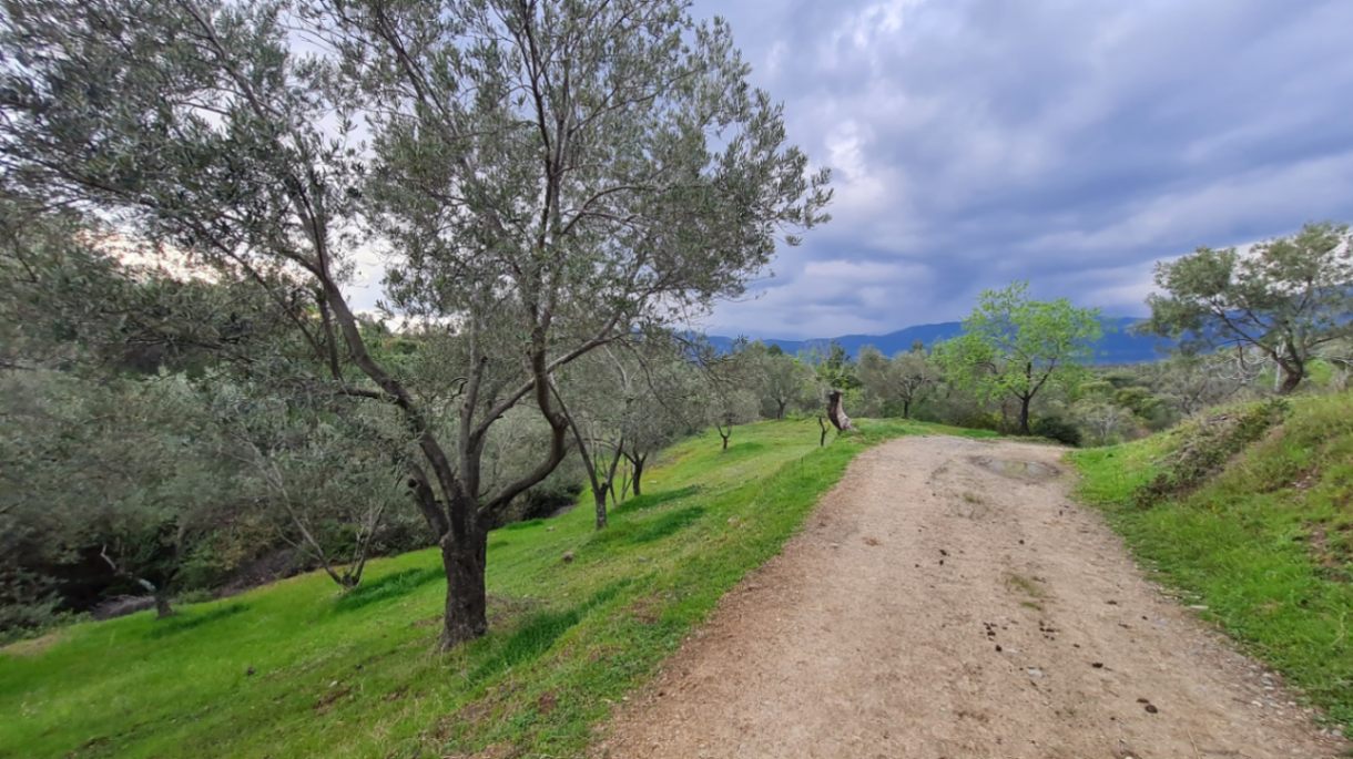 Havran Tepeoba Da Satılık 3.200 M² Zeytinlik