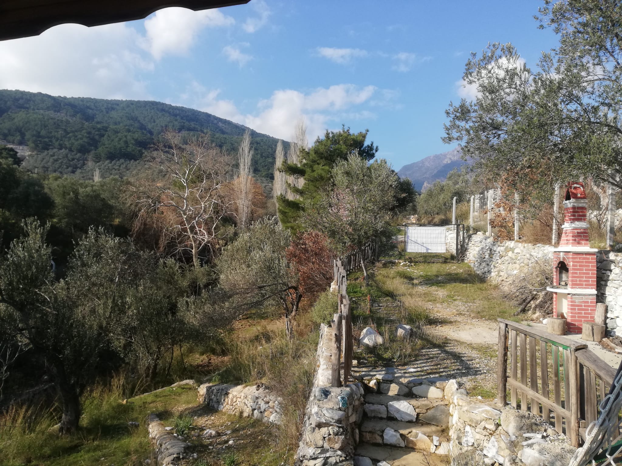 Kızılkeçili 'de Satılık 3 Dönüm Harika Zeytinlik