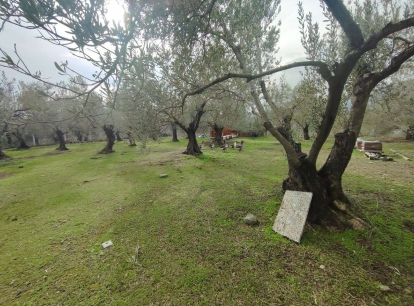 Balıkesir Edremit Kızılkeçili’de Satılık Zeytinlik