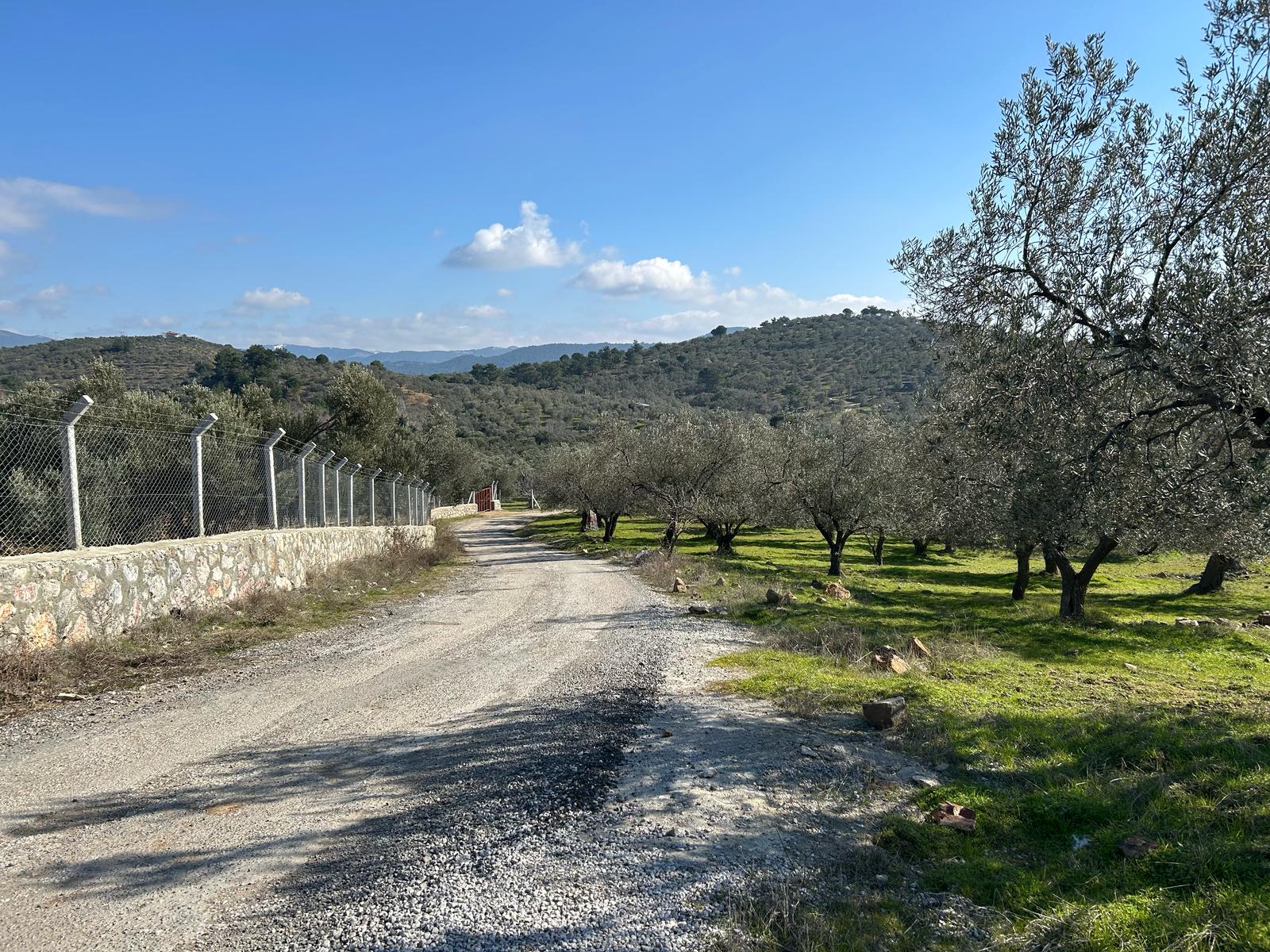 DERELİ'DE SATILIK 9939 M2 ANAYOL CEPHELİ ZEYTİNLİK