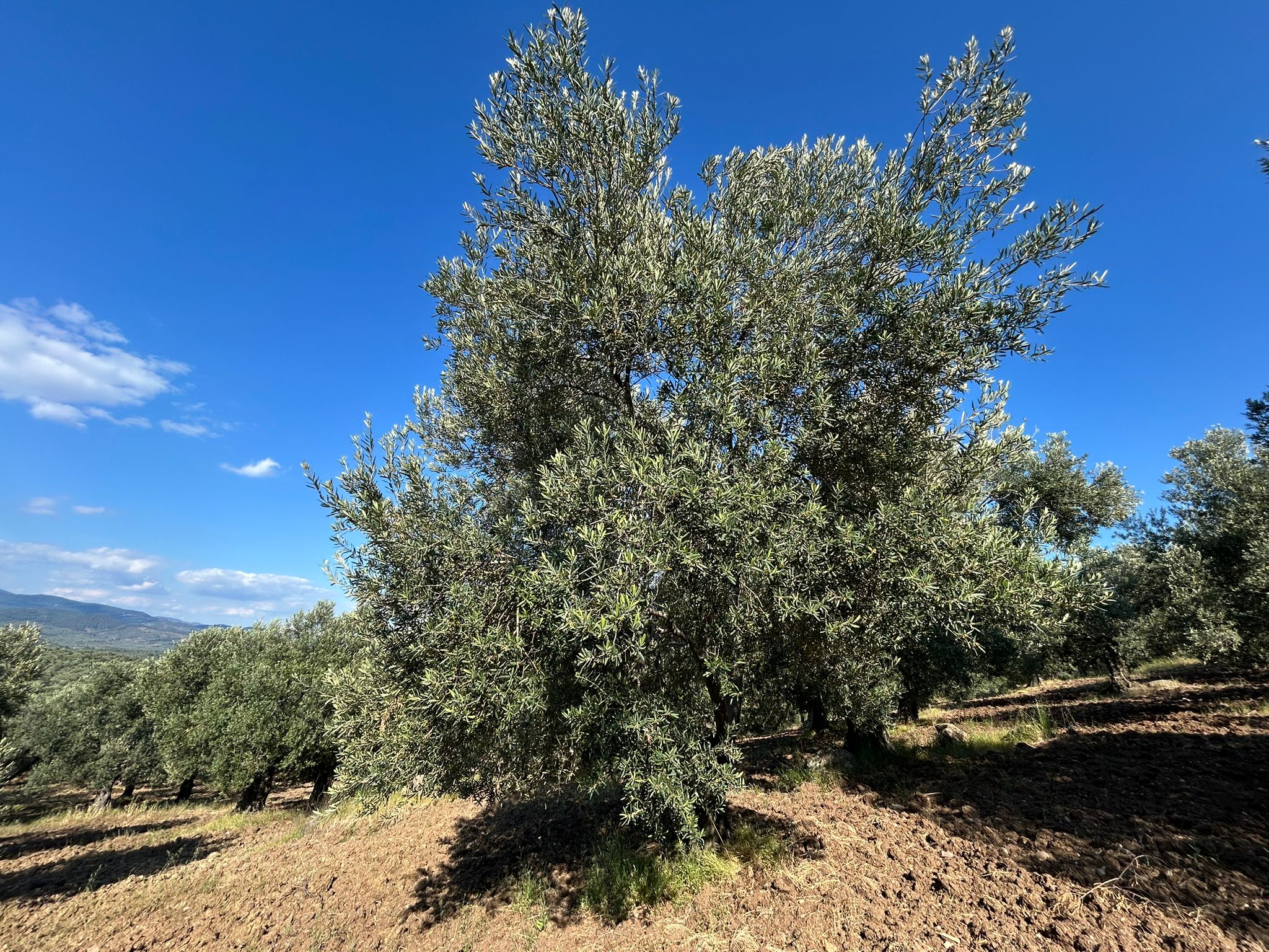 Köylüce 'de Satılık 12.728 M2 Zeytinlik