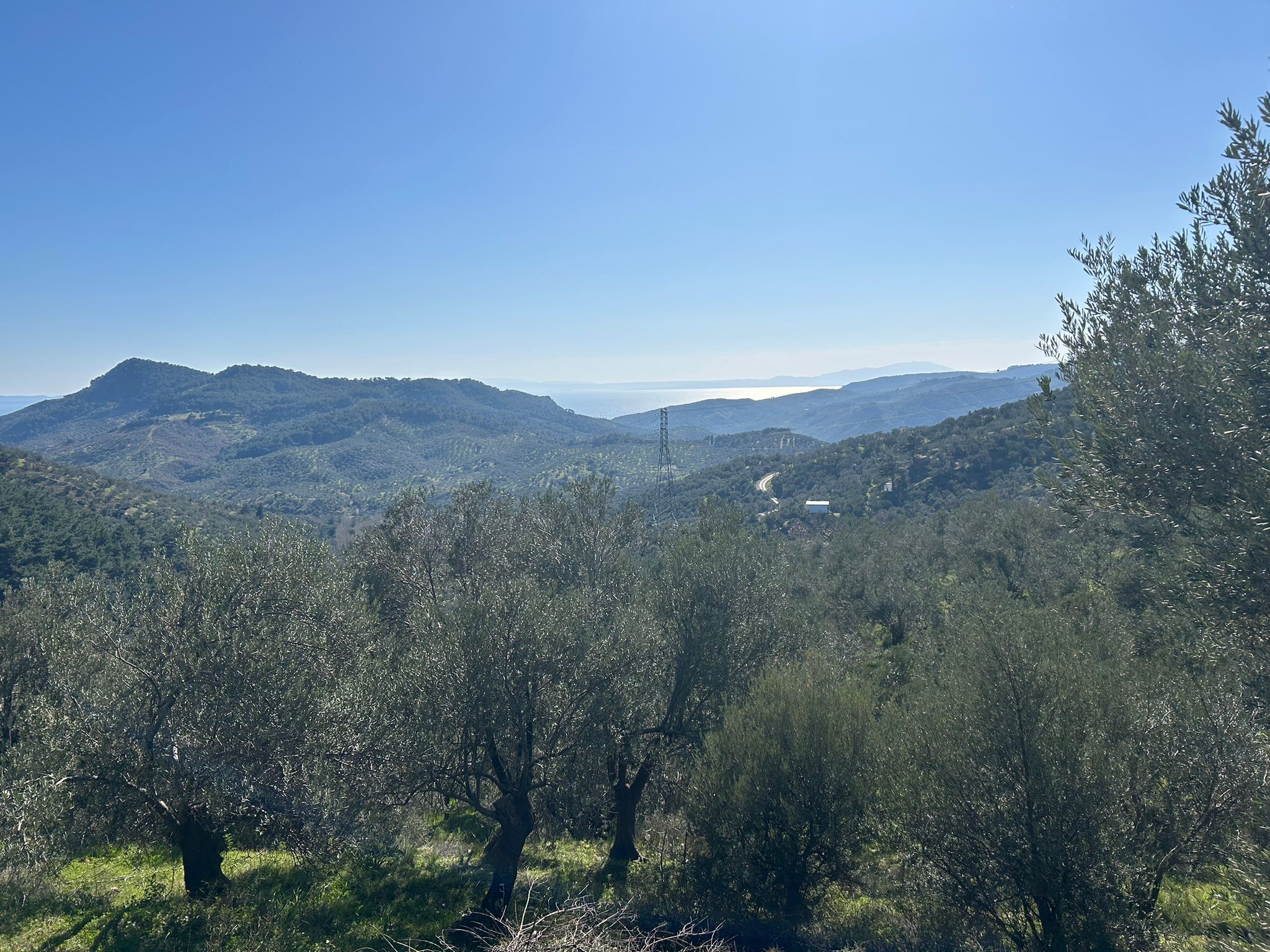 ÇANAKKALE AYVACIK ADATEPE'DE 16.580 m² DENİZ MANZARALI SATILIK ZEYTİNLİK