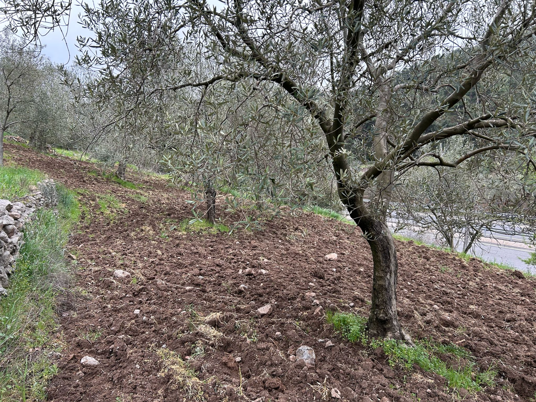 Balıkesir Edremit Karayoluna Cepheli 4 Dönüm Tarla