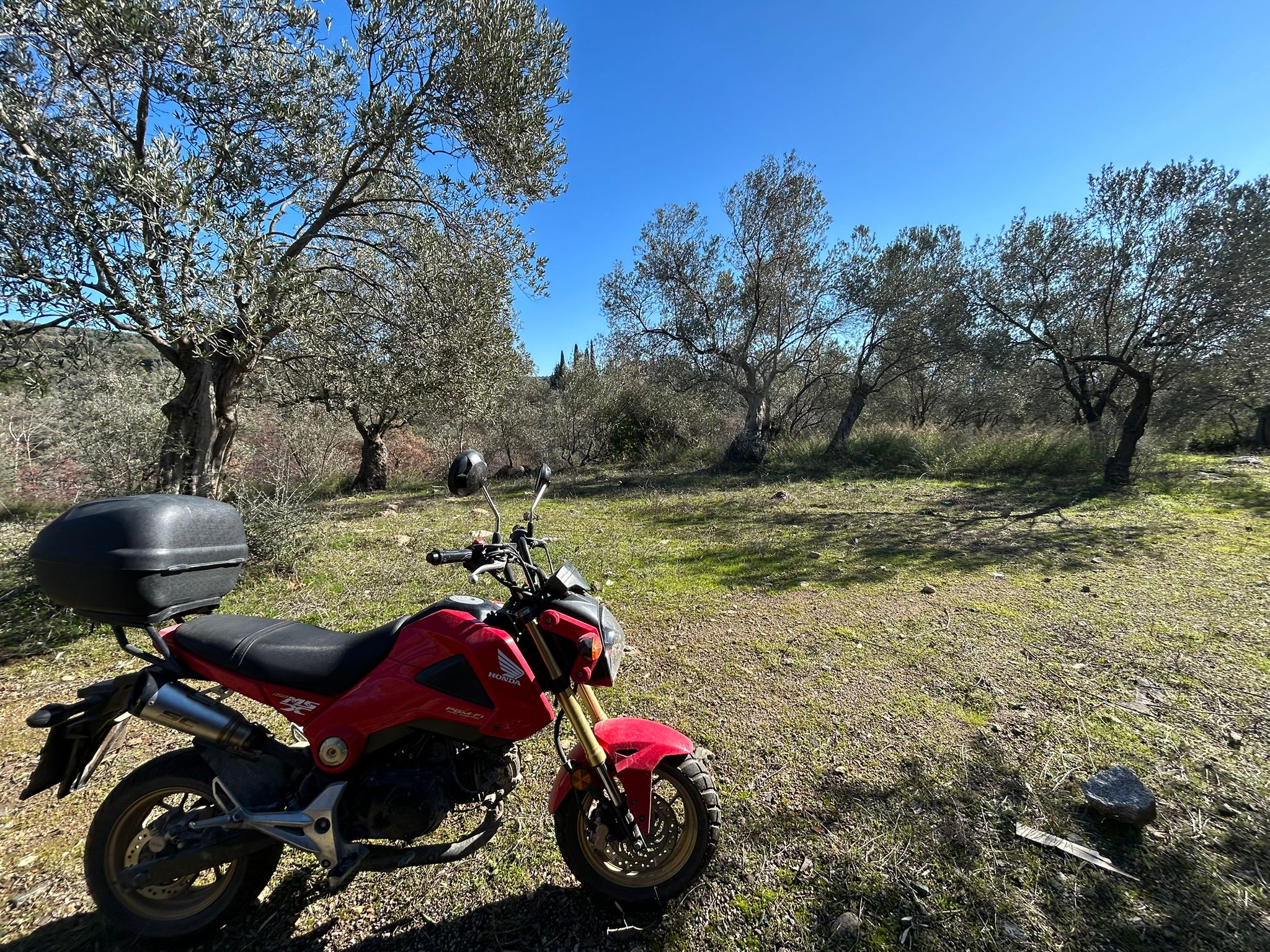 Dereli 'de Satılık 3659 M2 Müstakil Tapulu Zeytinlik