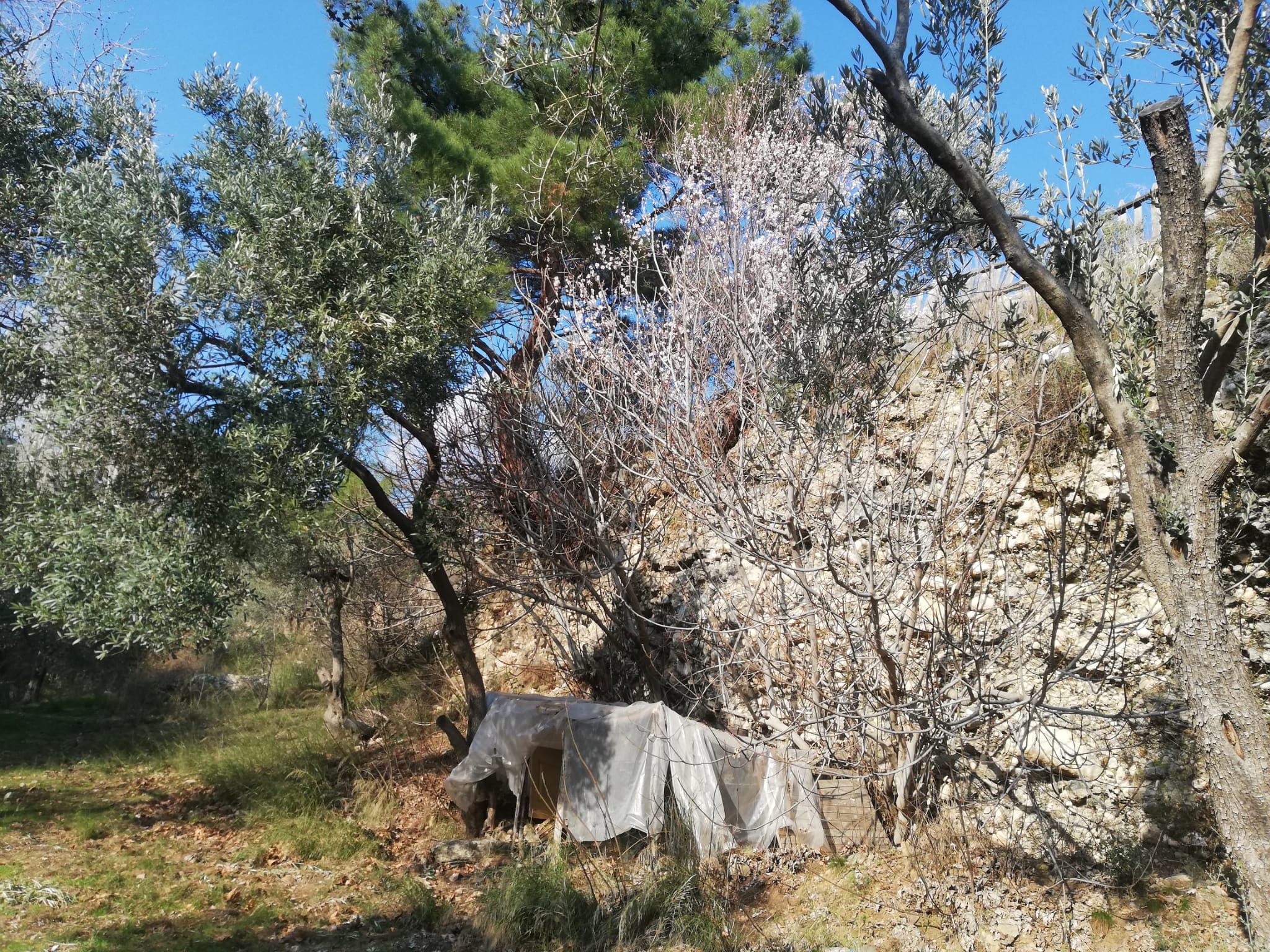 Kızılkeçili 'de Satılık 3 Dönüm Harika Zeytinlik