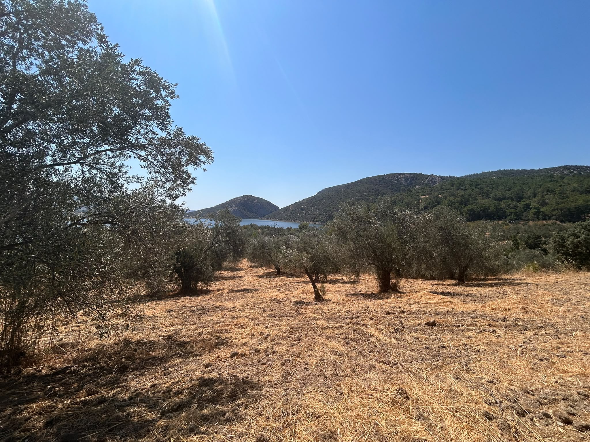 HAVRAN SARNIÇ’TA FULL GÖL MANZARALI SATILIK 3183 M2 ZEYTİNLİK