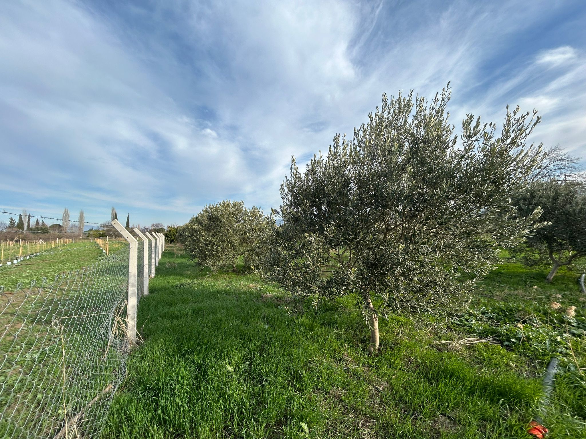 HAVRAN-TEKKE'DE Satılık 5 DÖNÜM FIRSAT MANDALİNLİK