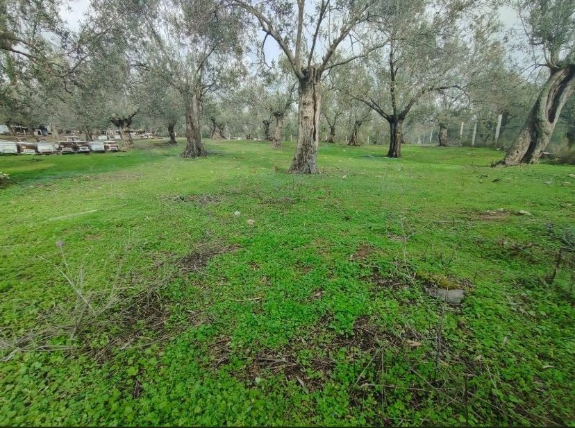 Balıkesir Edremit Kızılkeçili’de Satılık Zeytinlik