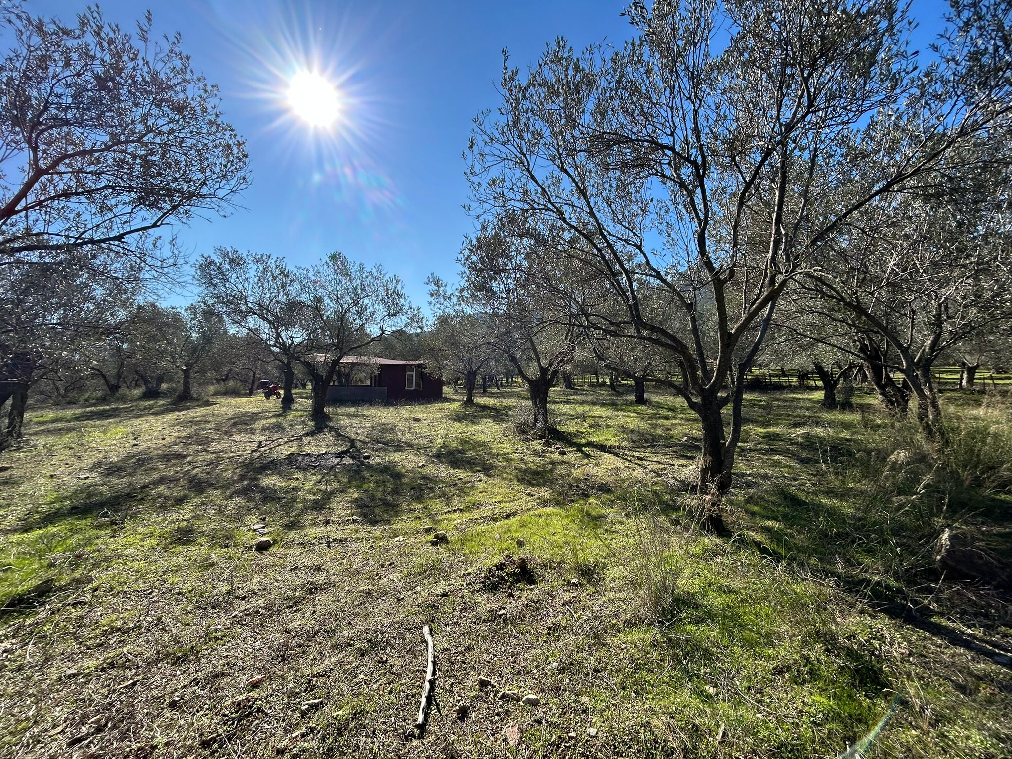 Dereli 'de Satılık 3659 M2 Müstakil Tapulu Zeytinlik