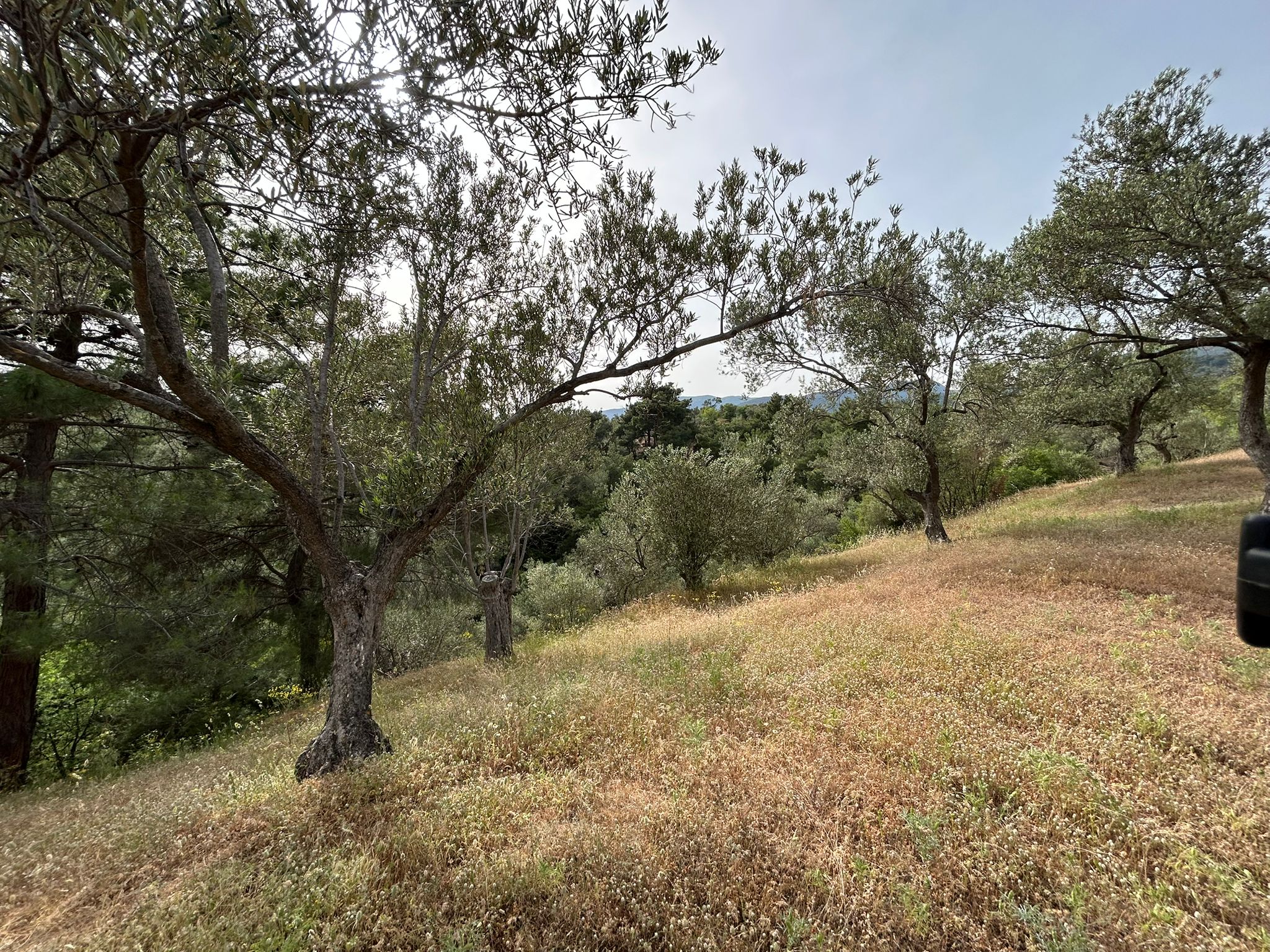 TAHTAKUŞLAR'DA SATILIK 459 M2 ZEYTİNLİK