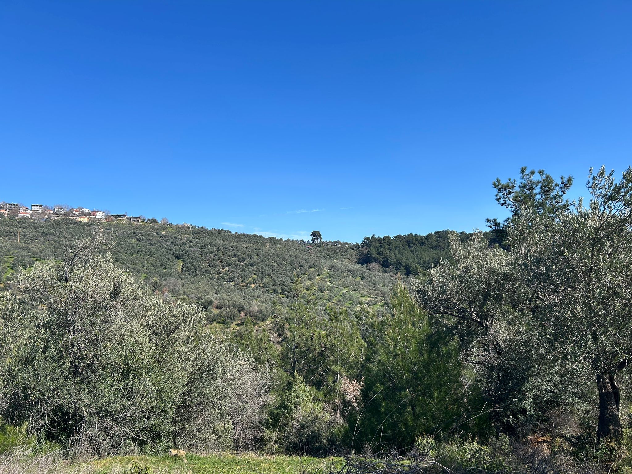 ÇANAKKALE AYVACIK ADATEPE'DE 16.580 m² DENİZ MANZARALI SATILIK ZEYTİNLİK