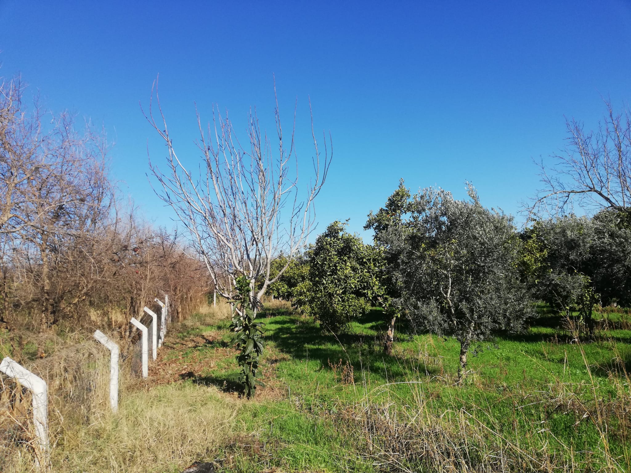 Tekke 'de 2 Dönümlük Hobi Bahçesi