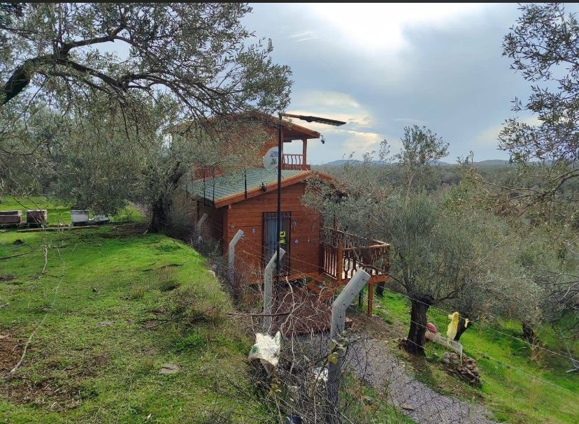 Balıkesir Edremit Kızılkeçili’de Satılık Zeytinlik