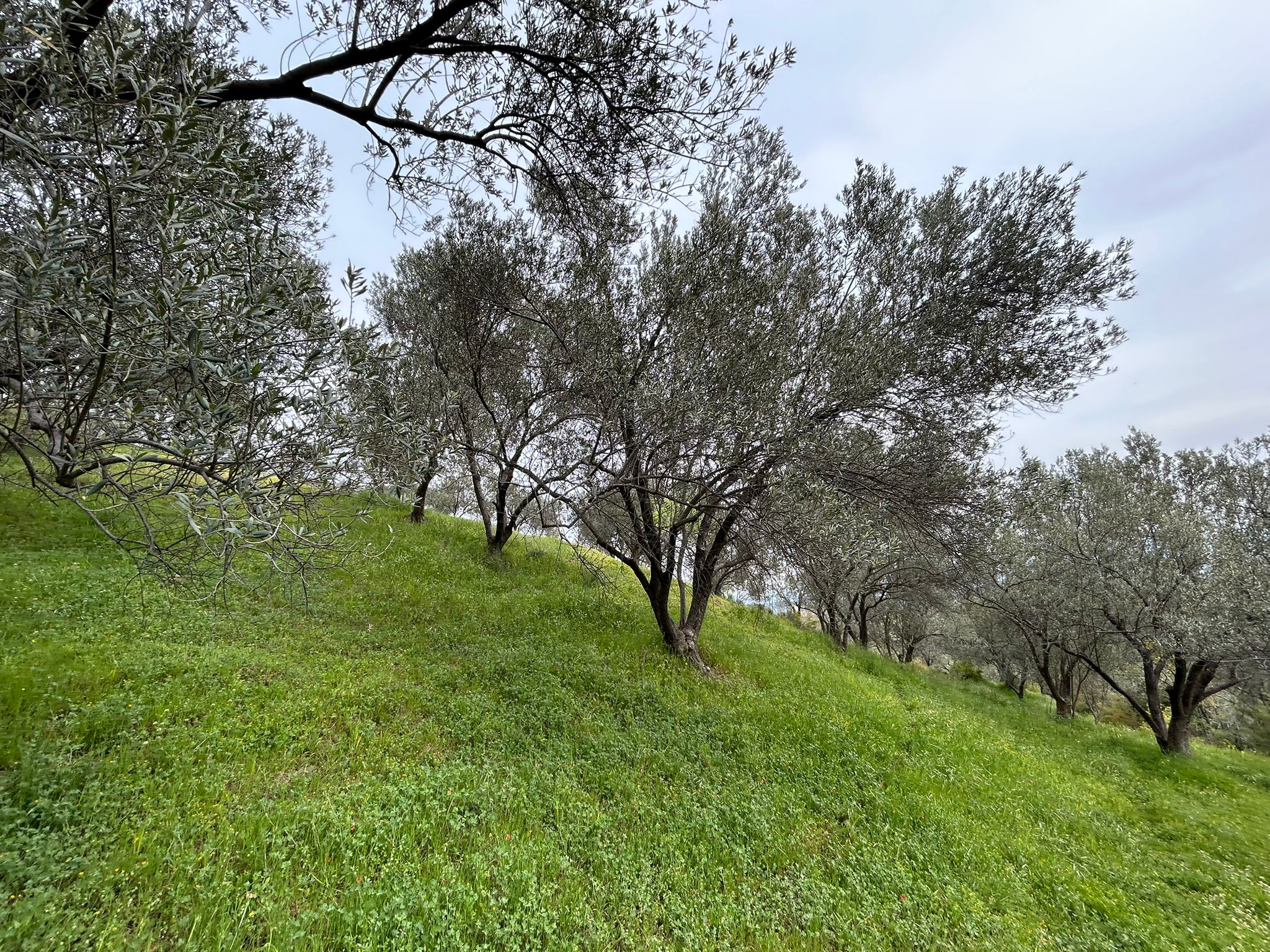 BALIKESİR EDREMİTİN EN GÖZDE KÖYÜNDE SATILIK 2 DÖNÜM ZEYTİNLİK