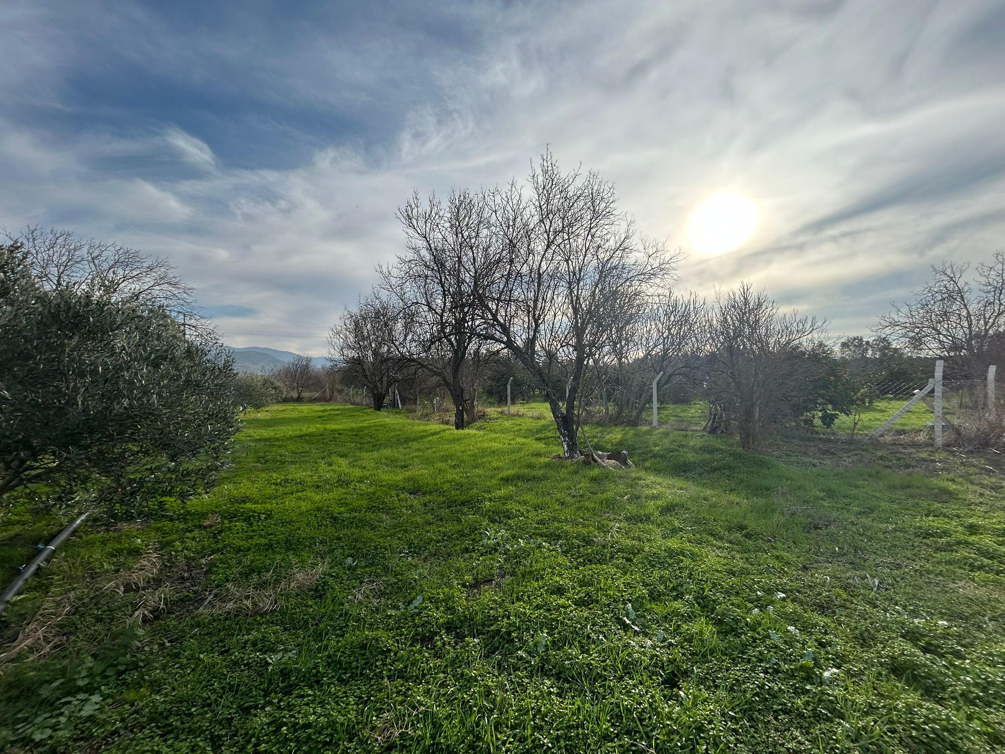 HAVRAN-TEKKE'DE Satılık 5 DÖNÜM FIRSAT MANDALİNLİK