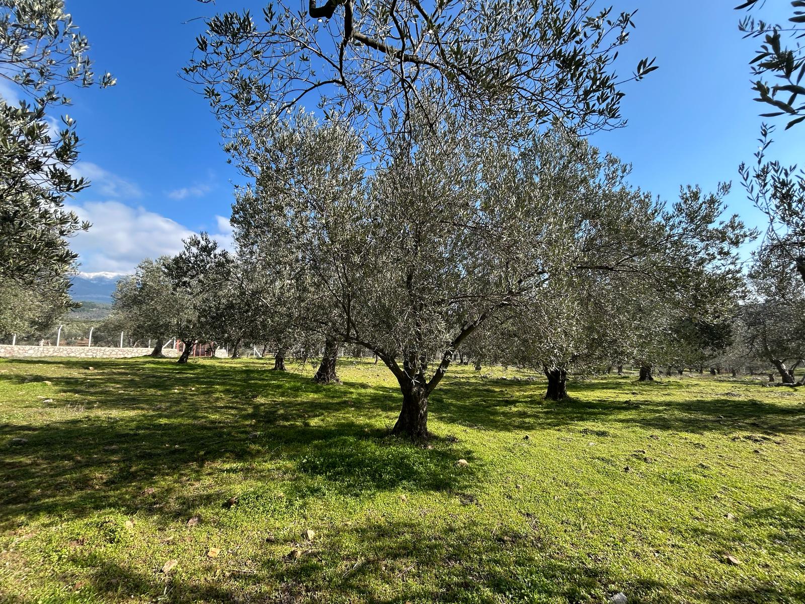 DERELİ'DE SATILIK 9939 M2 ANAYOL CEPHELİ ZEYTİNLİK