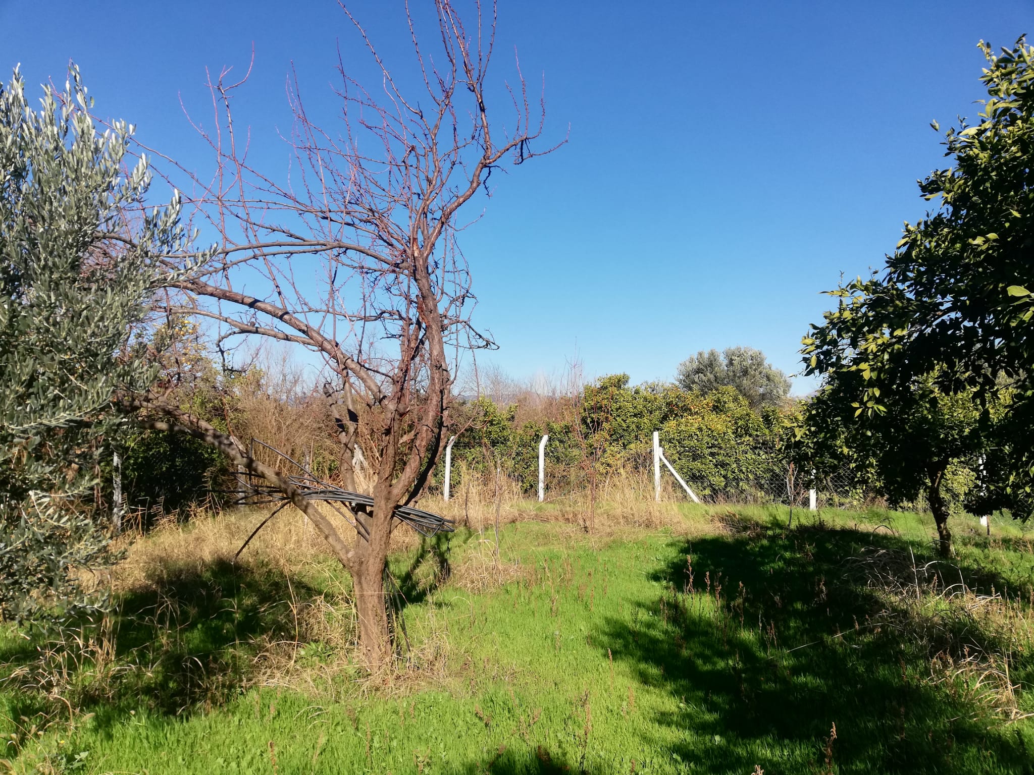 Tekke 'de 2 Dönümlük Hobi Bahçesi