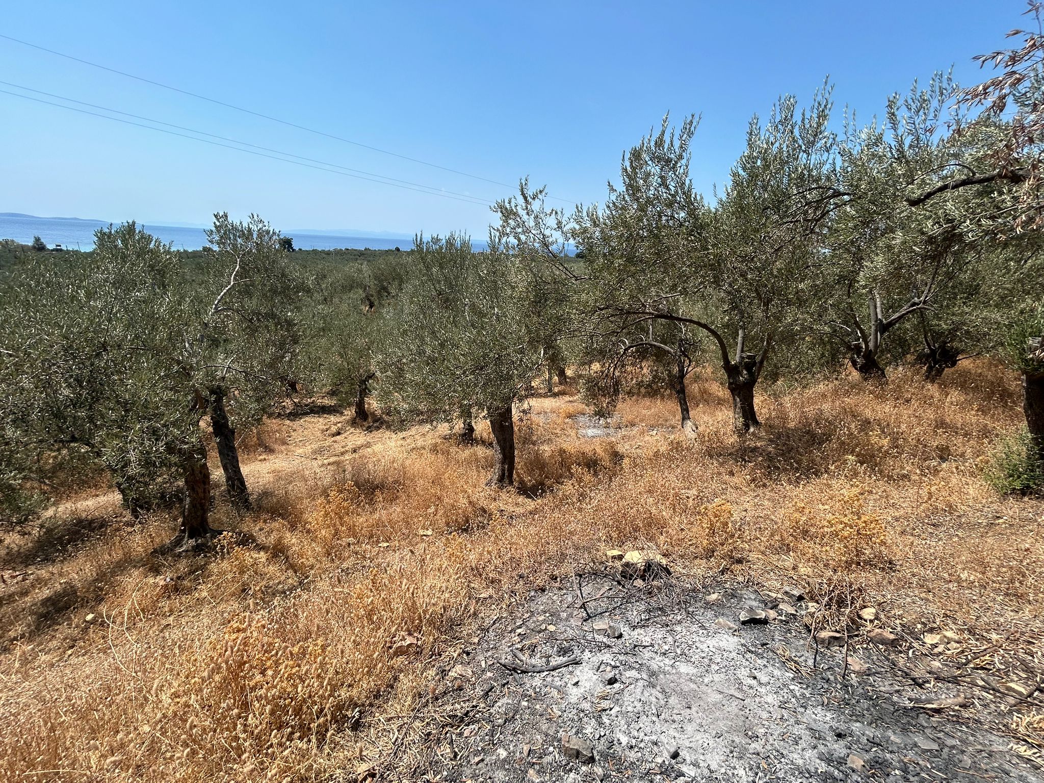 Asos 'ta 350 M2 Satılık Zeytinlik