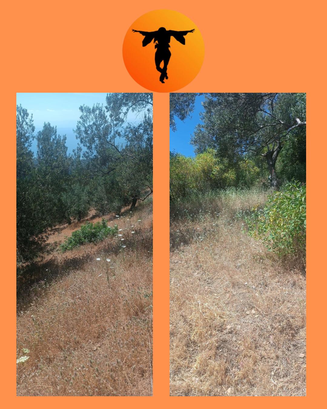 ÇANAKKALE AYVACIK ARIKLI’DA SATILIK 1,5 DÖNÜM  ZEYTİNLİK HİSSESİ