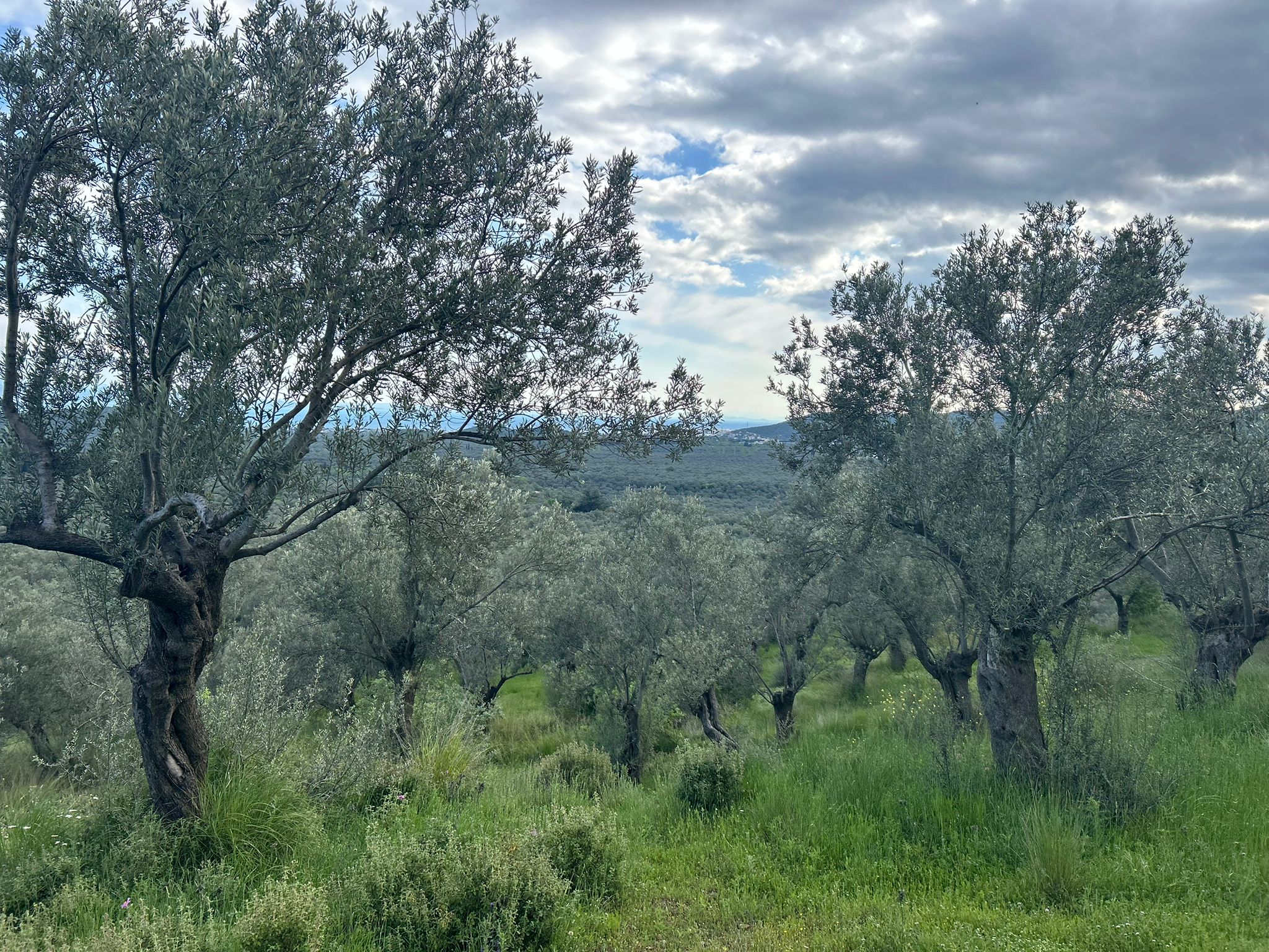 BALIKESİR EDREMİT KIZILKEÇİLİ’DE SATILIK ZEYTİNLİK – DENİZ MANZARALI