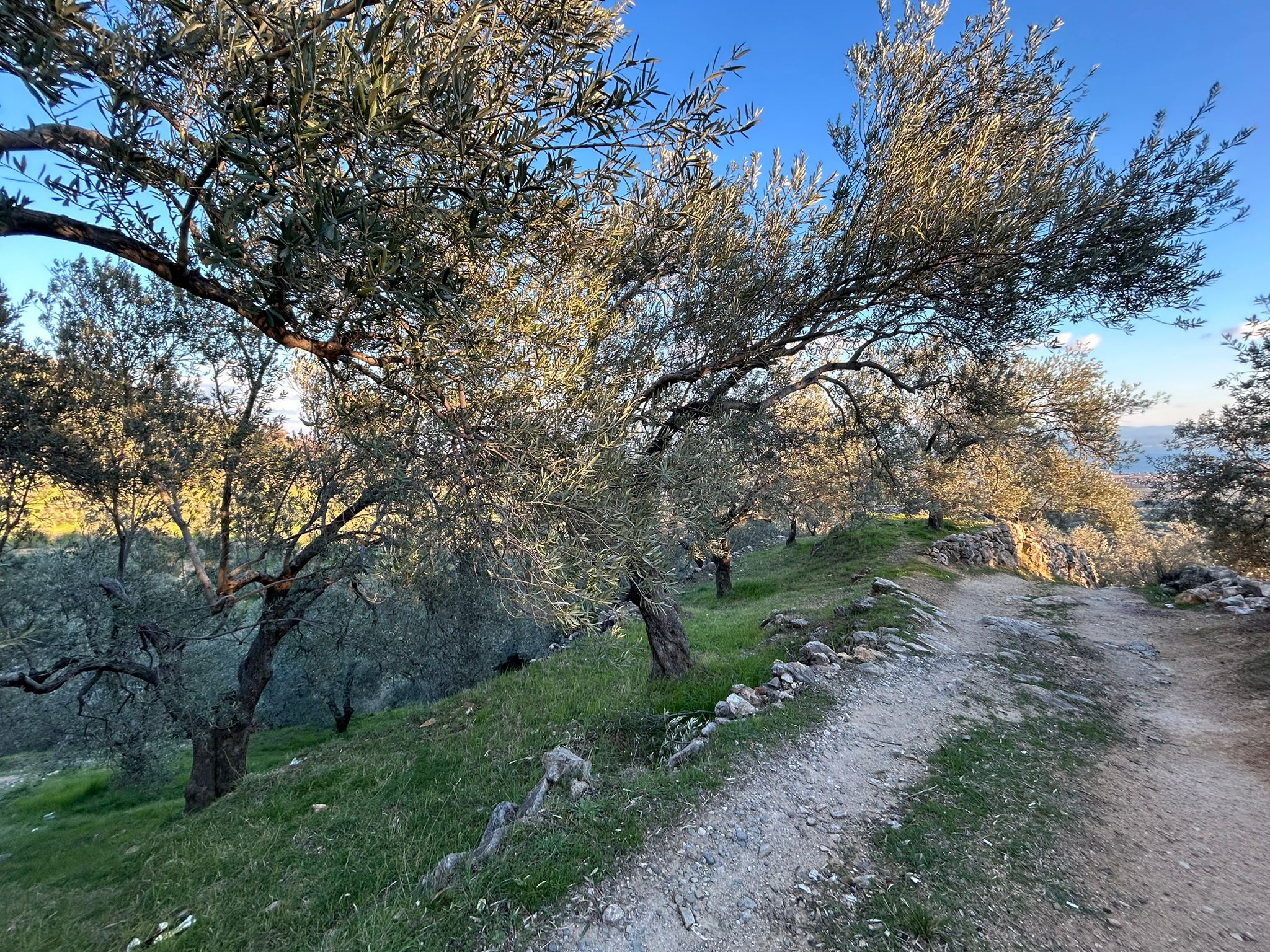 Arıtaşı 'nda Harika Konum Deniz Manzaralı 4,6 Dönüm Zeytinlik