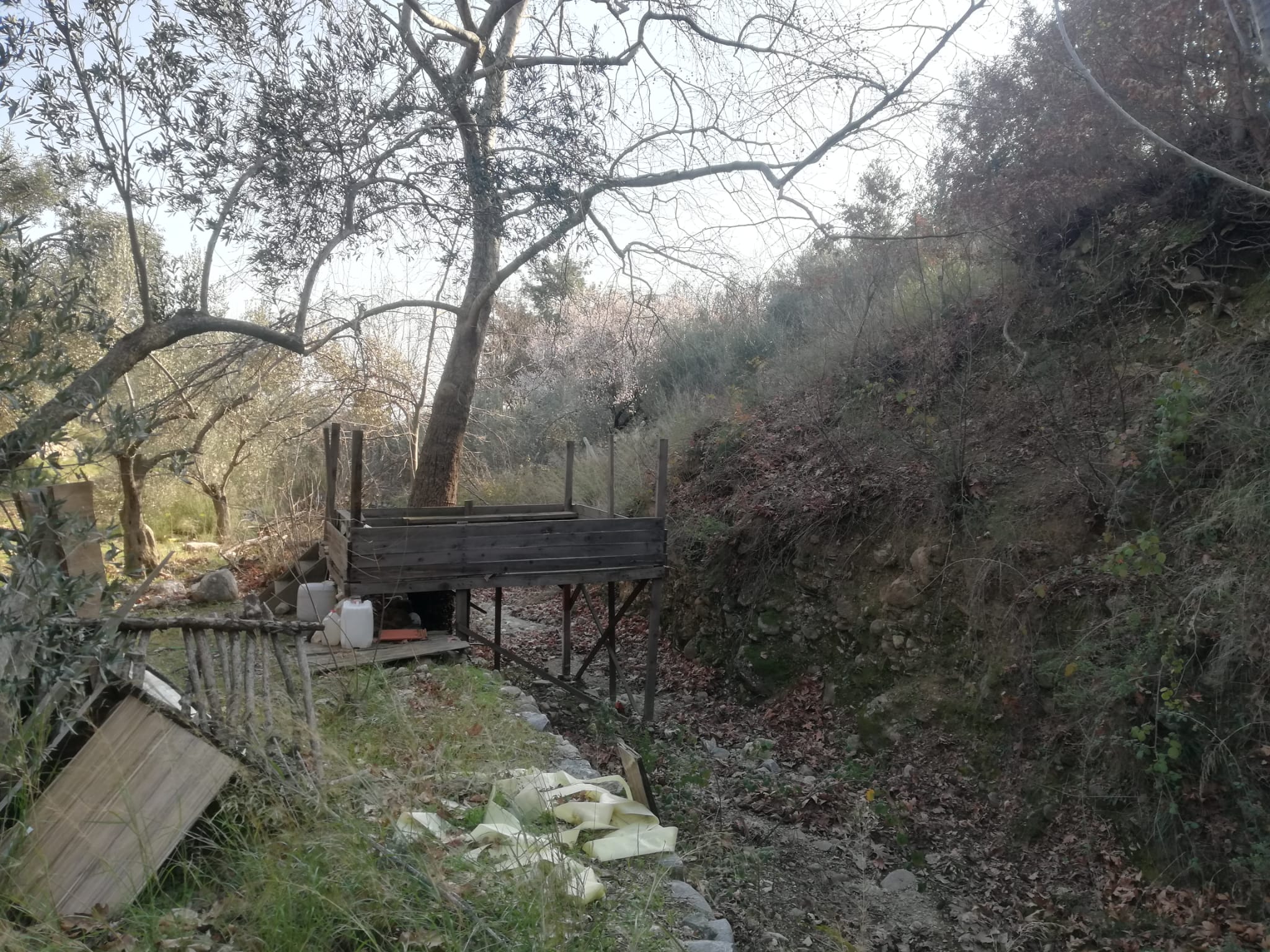 Kızılkeçili 'de Satılık 3 Dönüm Harika Zeytinlik