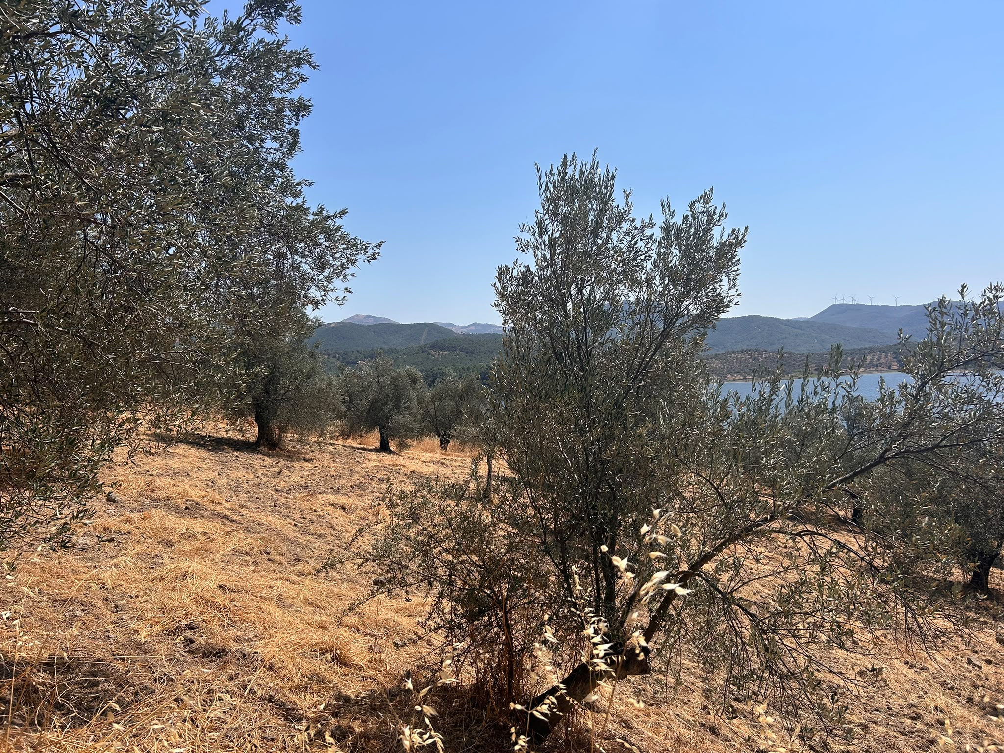 HAVRAN SARNIÇ’TA FULL GÖL MANZARALI SATILIK 3183 M2 ZEYTİNLİK