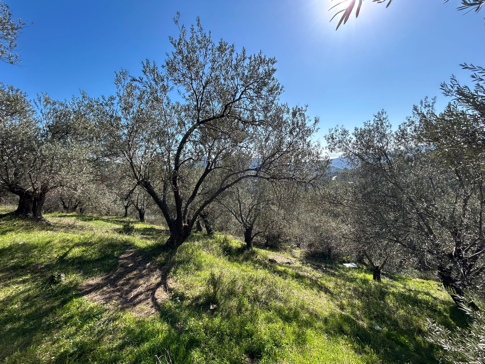 ÇANAKKALE AYVACIK ADATEPE'DE 16.580 m² DENİZ MANZARALI SATILIK ZEYTİNLİK