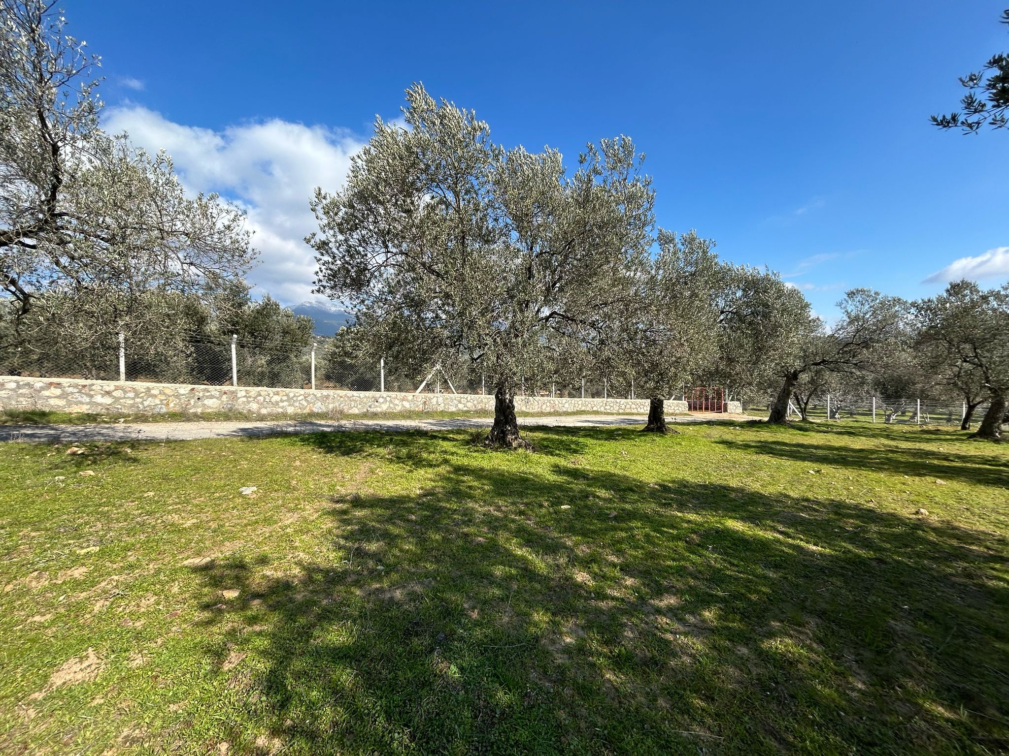 DERELİ'DE SATILIK 9939 M2 ANAYOL CEPHELİ ZEYTİNLİK