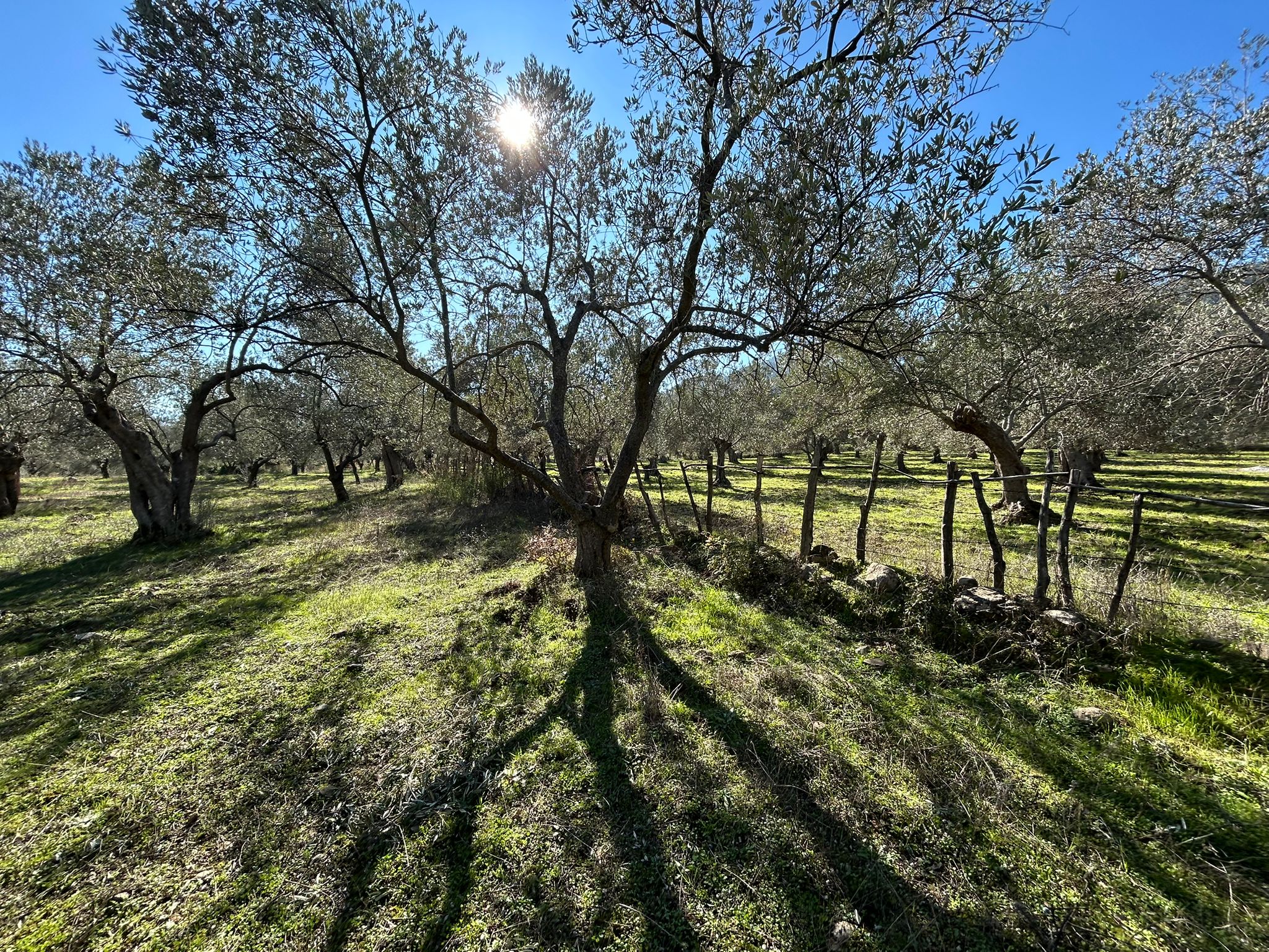 Dereli 'de Satılık 3659 M2 Müstakil Tapulu Zeytinlik