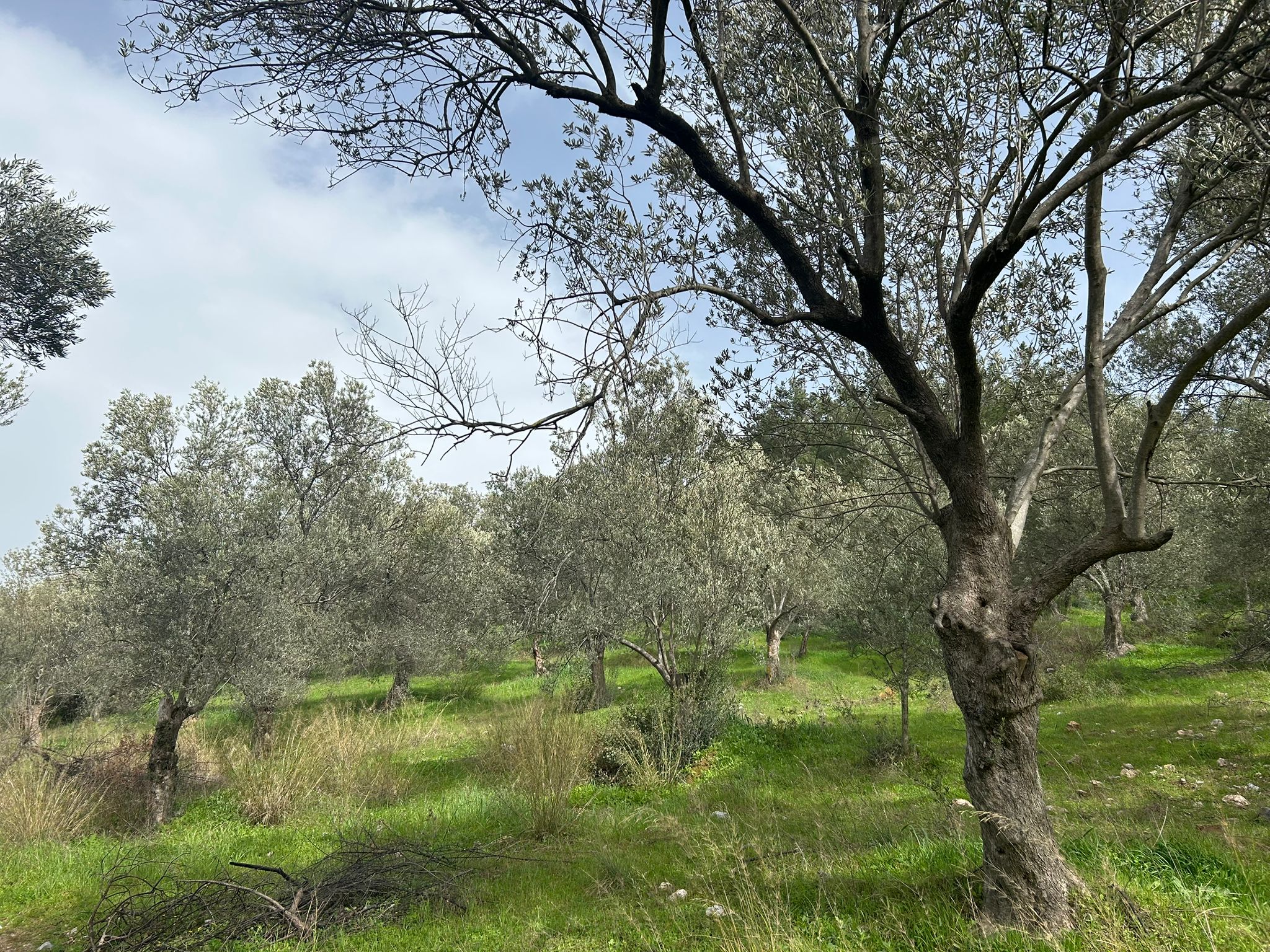 KARAAĞAÇ’TA SATILIK 9.724 M² ZEYTİNLİK, DERMAN KAPLICALARINA 300 Metre