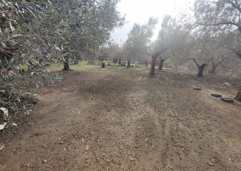 Balıkesir Edremit Kızılkeçili’de Satılık Zeytinlik