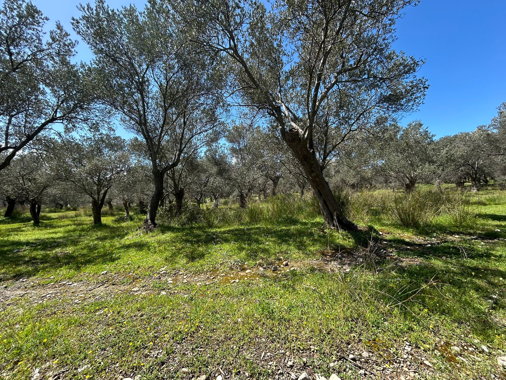 Doğa ile iç içe, yatırım değeri yüksek SATILIK ARSA