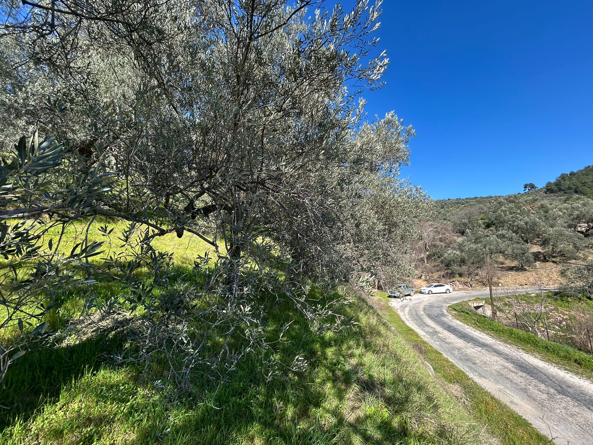 ÇANAKKALE AYVACIK ADATEPE'DE 16.580 m² DENİZ MANZARALI SATILIK ZEYTİNLİK