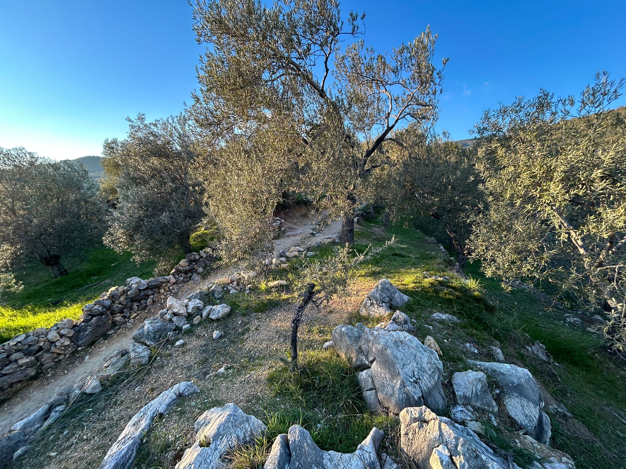 Arıtaşı 'nda Harika Konum Deniz Manzaralı 4,6 Dönüm Zeytinlik