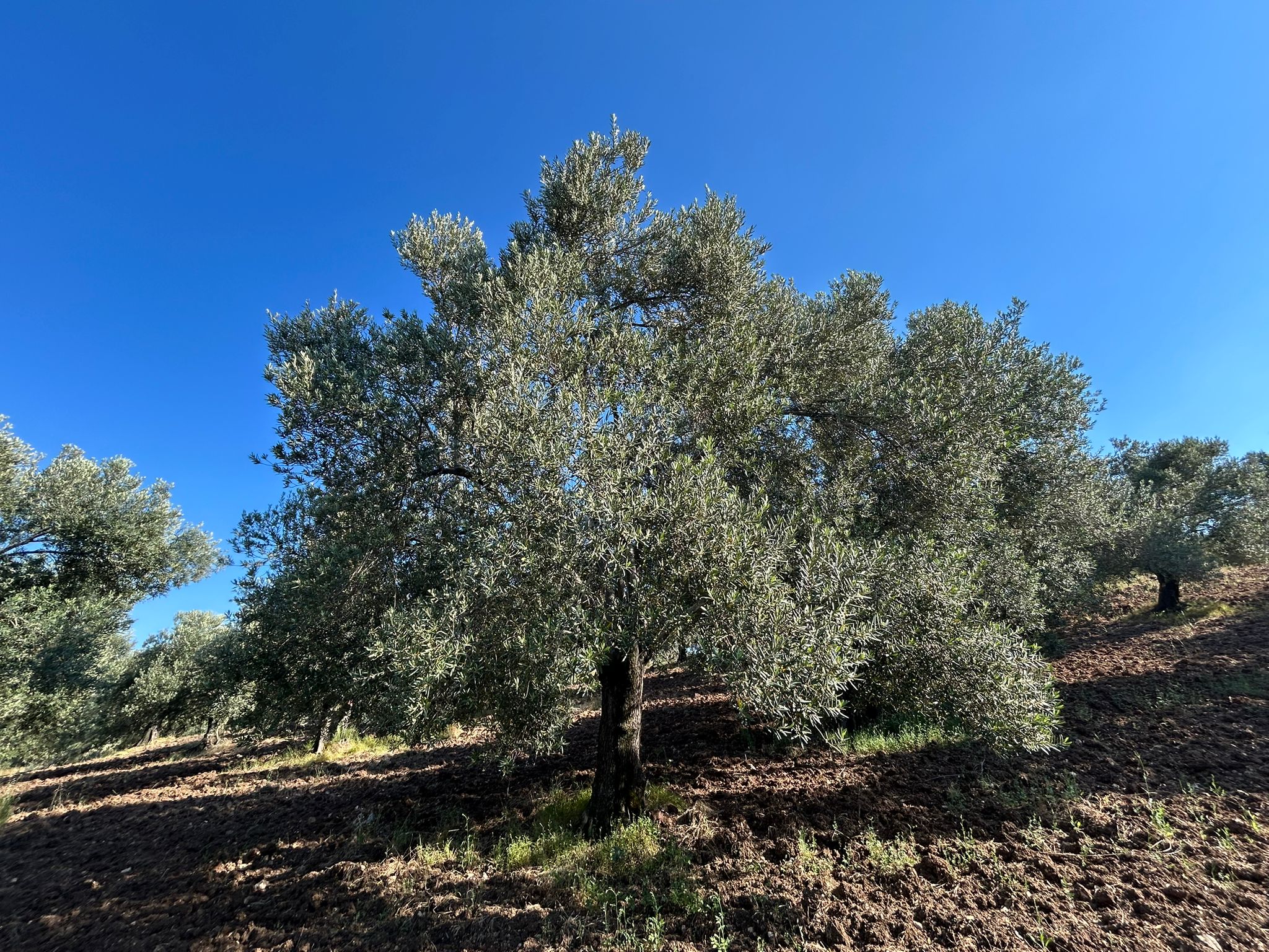 Köylüce 'de Satılık 12.728 M2 Zeytinlik