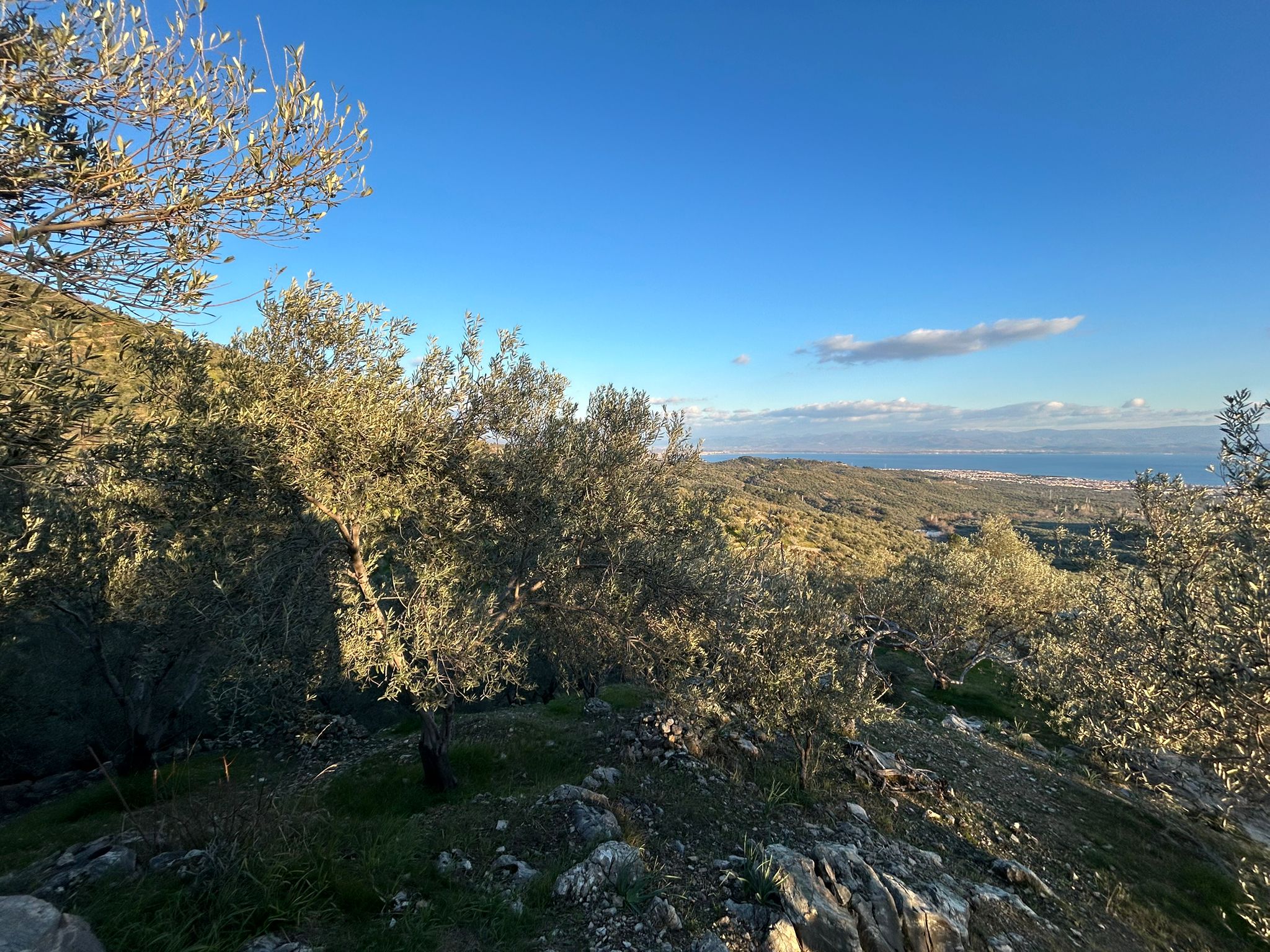Arıtaşı 'nda Harika Konum Deniz Manzaralı 4,6 Dönüm Zeytinlik