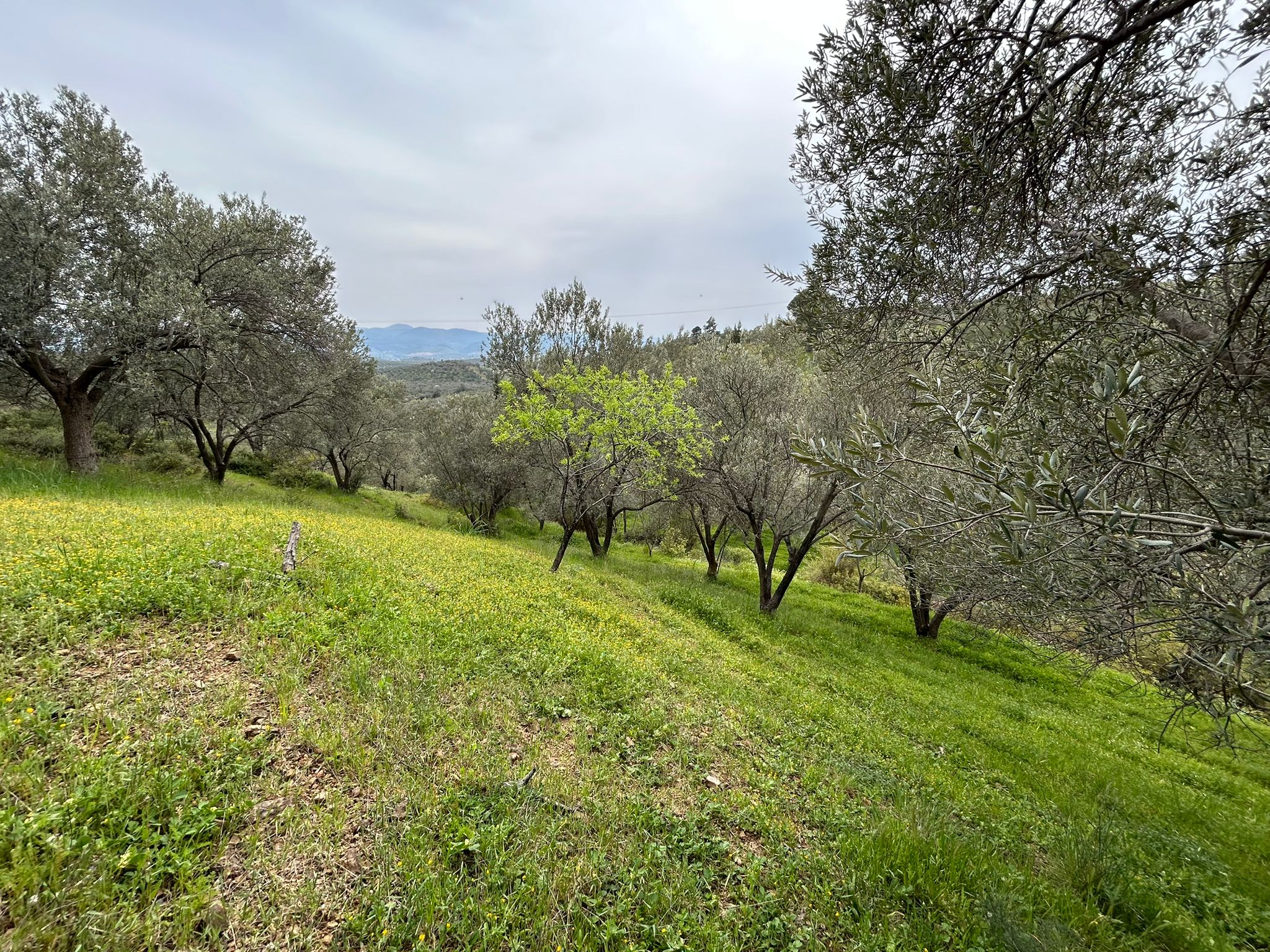 BALIKESİR EDREMİTİN EN GÖZDE KÖYÜNDE SATILIK 2 DÖNÜM ZEYTİNLİK