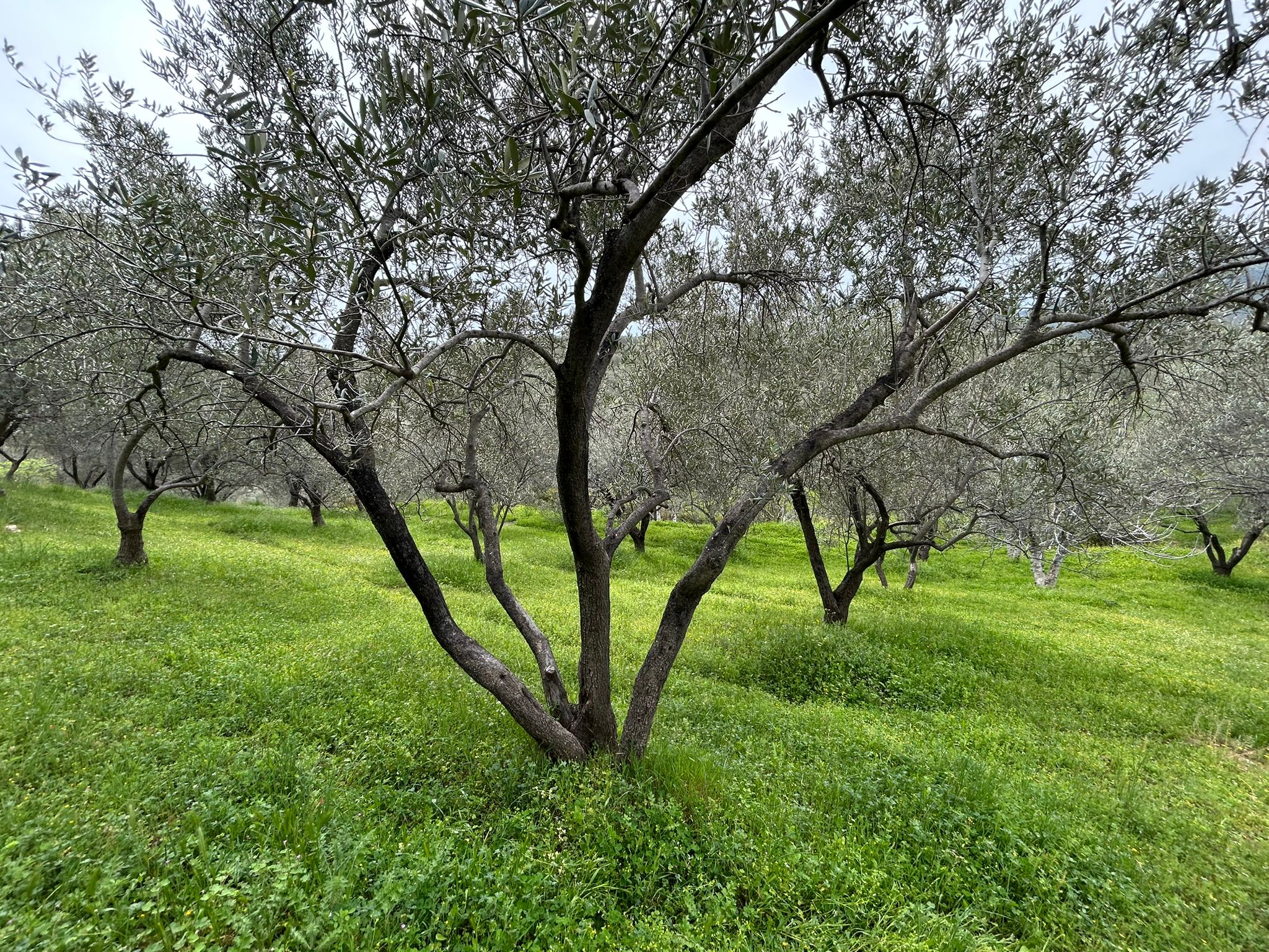 BALIKESİR EDREMİTİN EN GÖZDE KÖYÜNDE SATILIK 2 DÖNÜM ZEYTİNLİK
