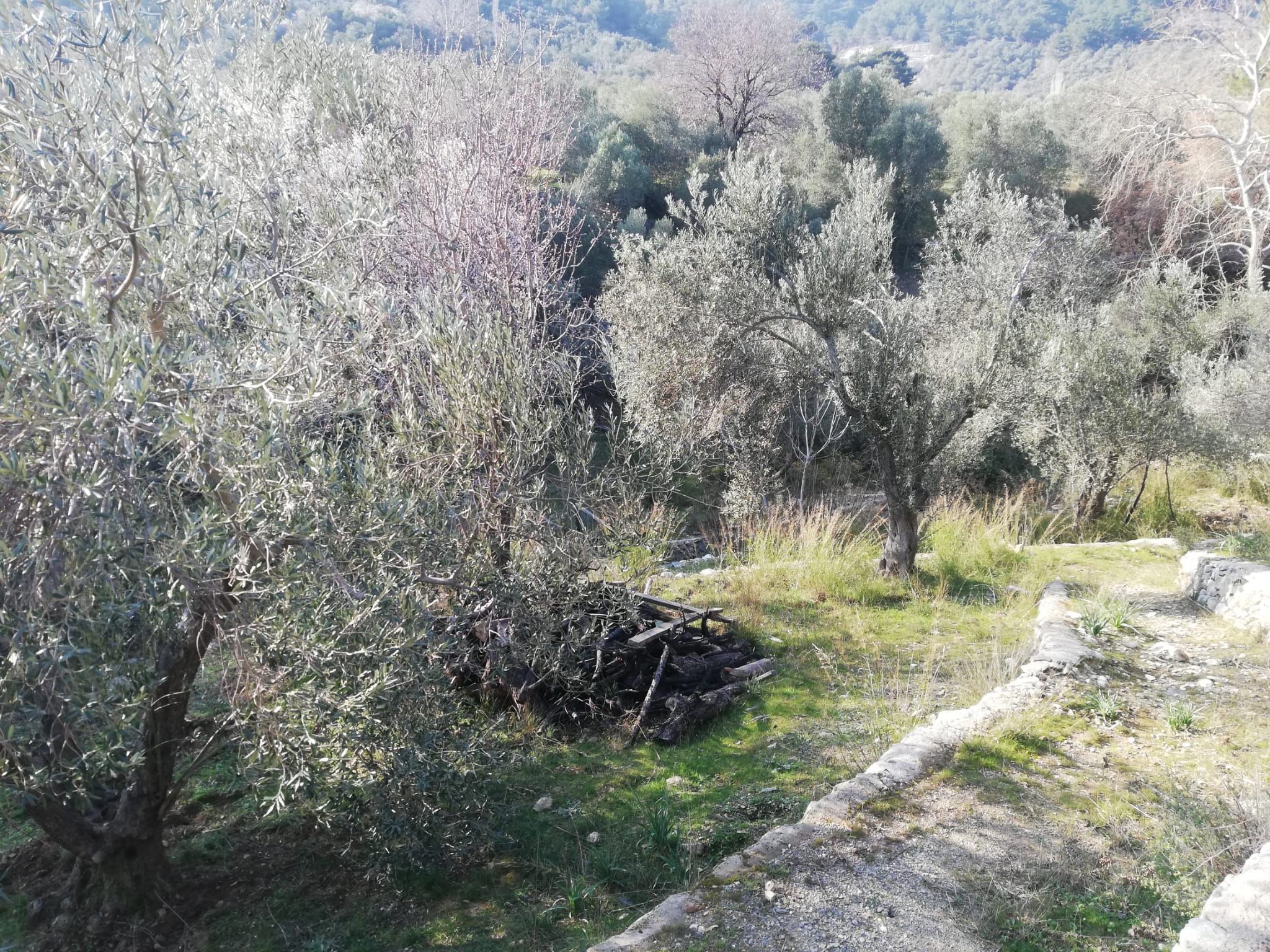 Kızılkeçili 'de Satılık 3 Dönüm Harika Zeytinlik