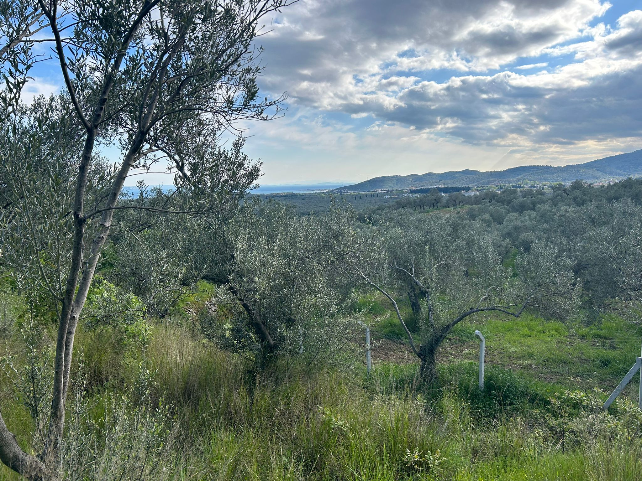 BALIKESİR EDREMİT KIZILKEÇİLİ’DE SATILIK ZEYTİNLİK – DENİZ MANZARALI