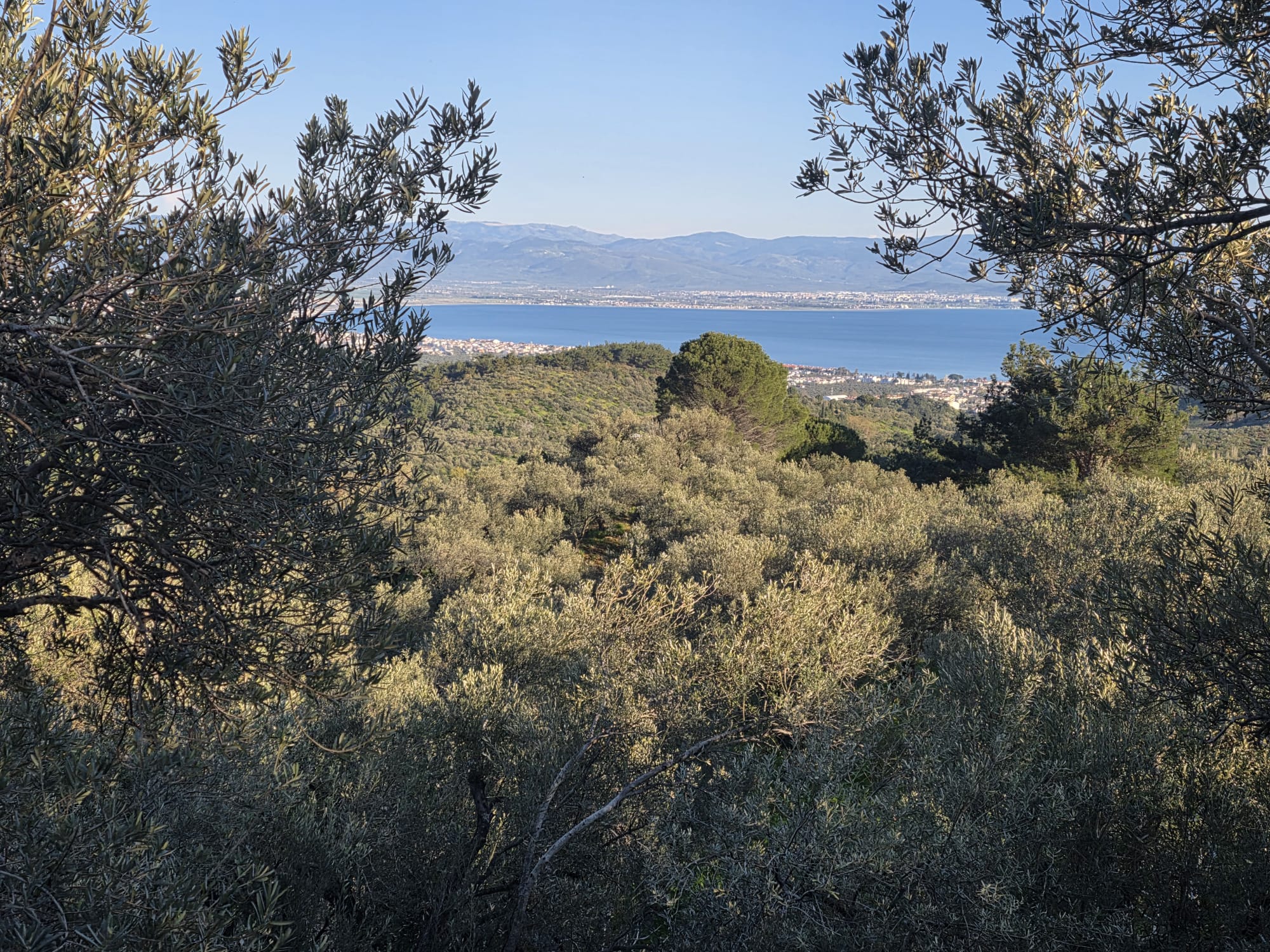 GÜREDE SATILIK 4317 M2 ZEYTİNLİK