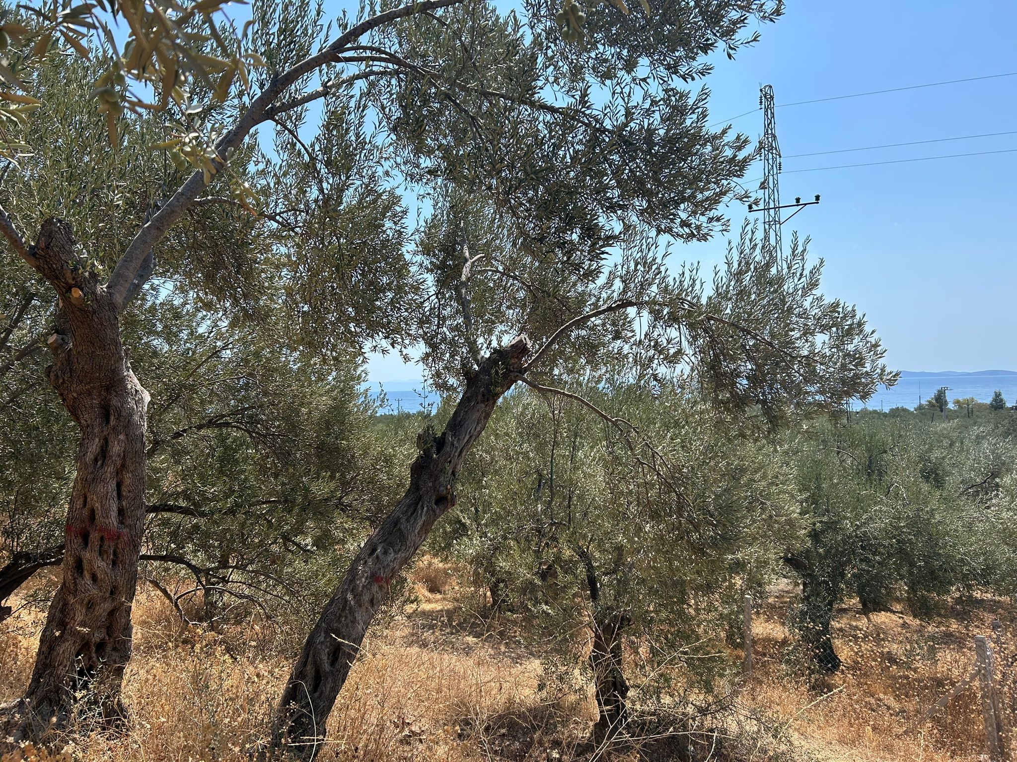 Asos 'ta 350 M2 Satılık Zeytinlik